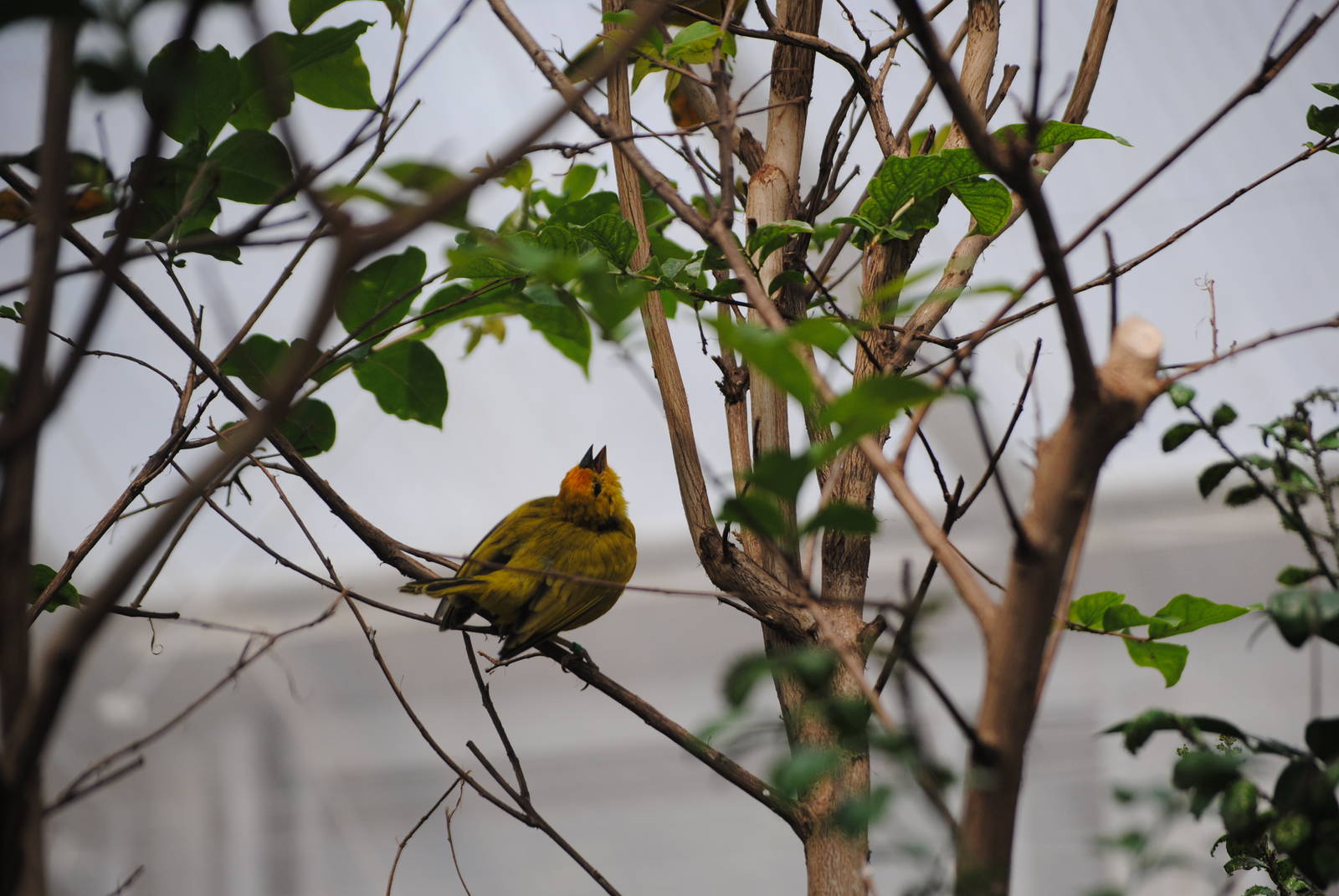 Taveta Golden Weaver