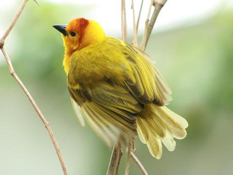 Taveta Golden Weaver