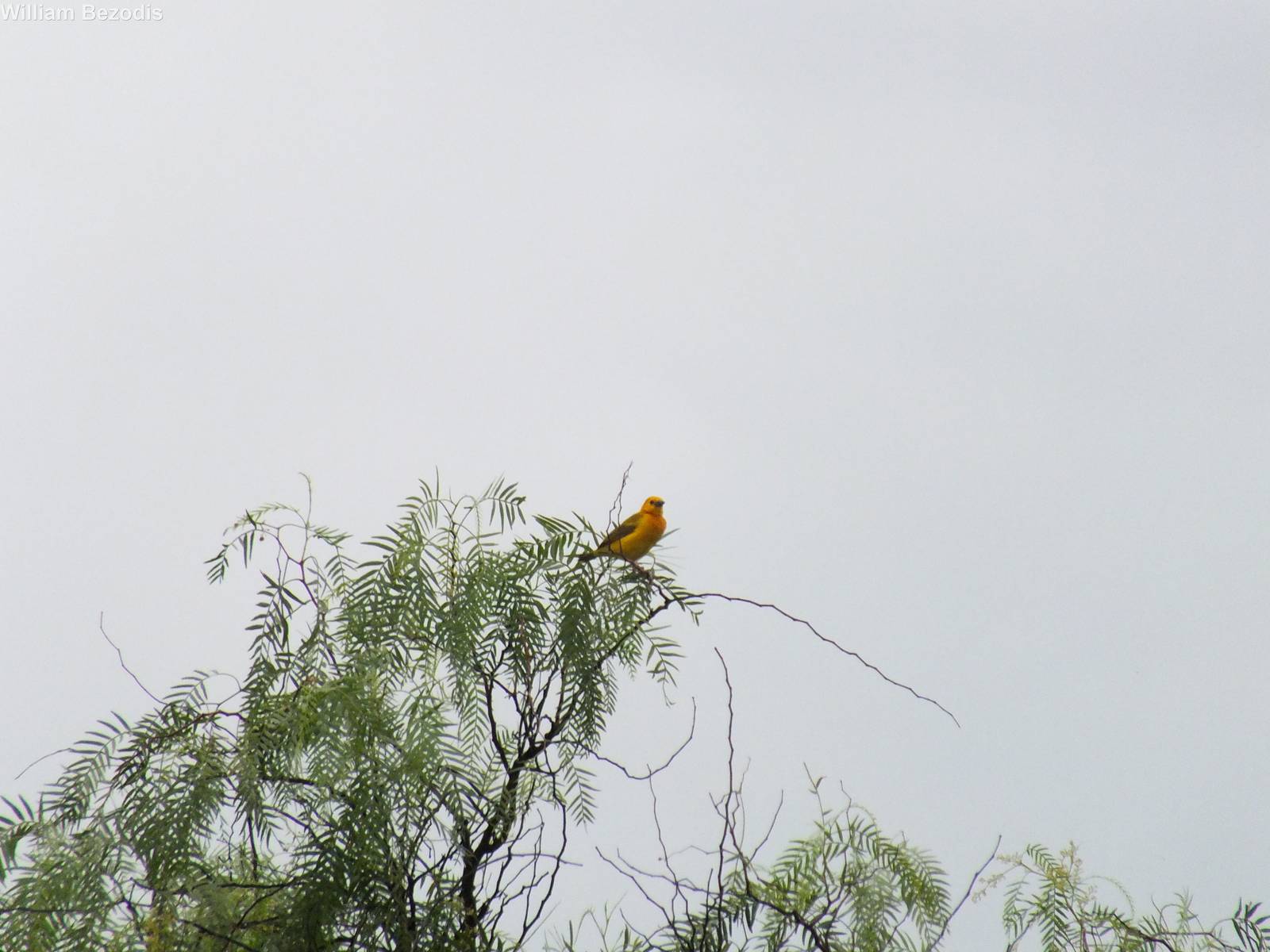 Taveta Golden Weaver