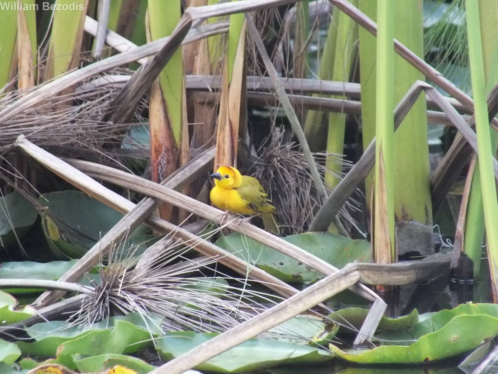 Taveta Golden Weaver