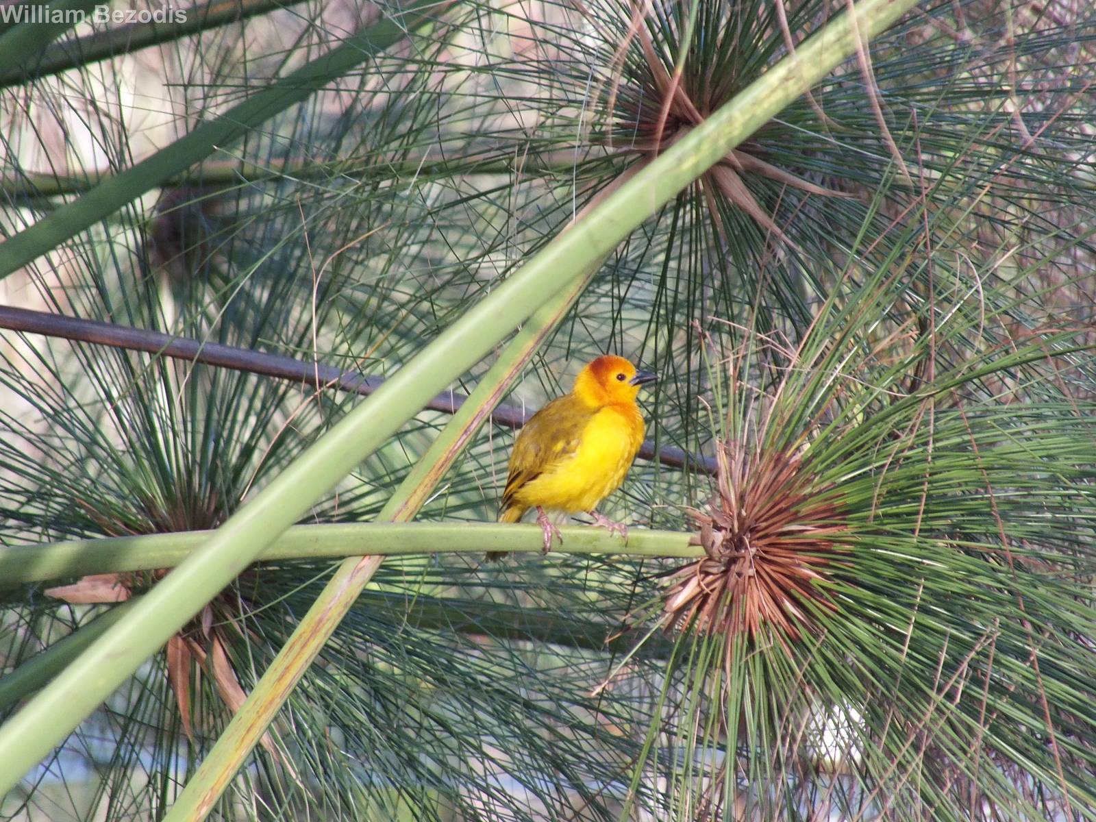 Taveta Golden Weaver