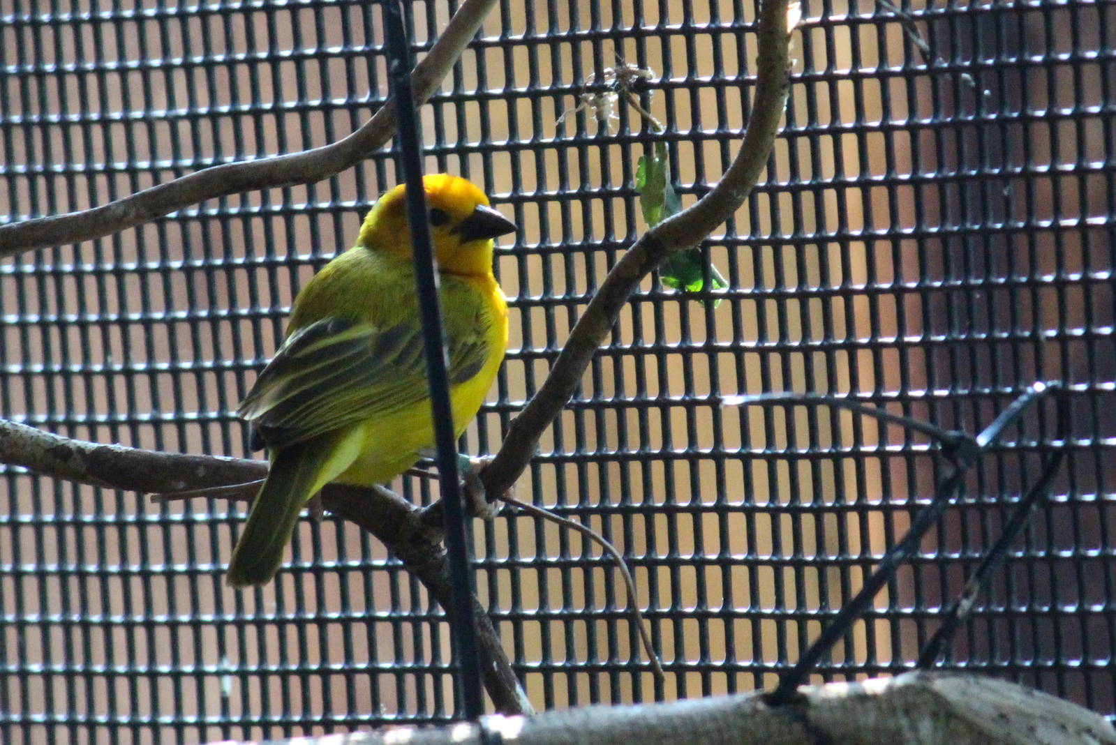 Taveta Golden Weaver