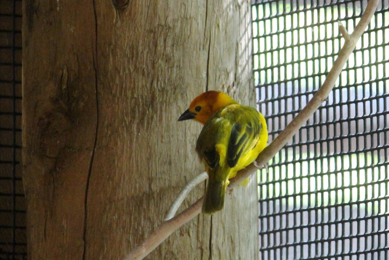 Taveta Golden Weaver