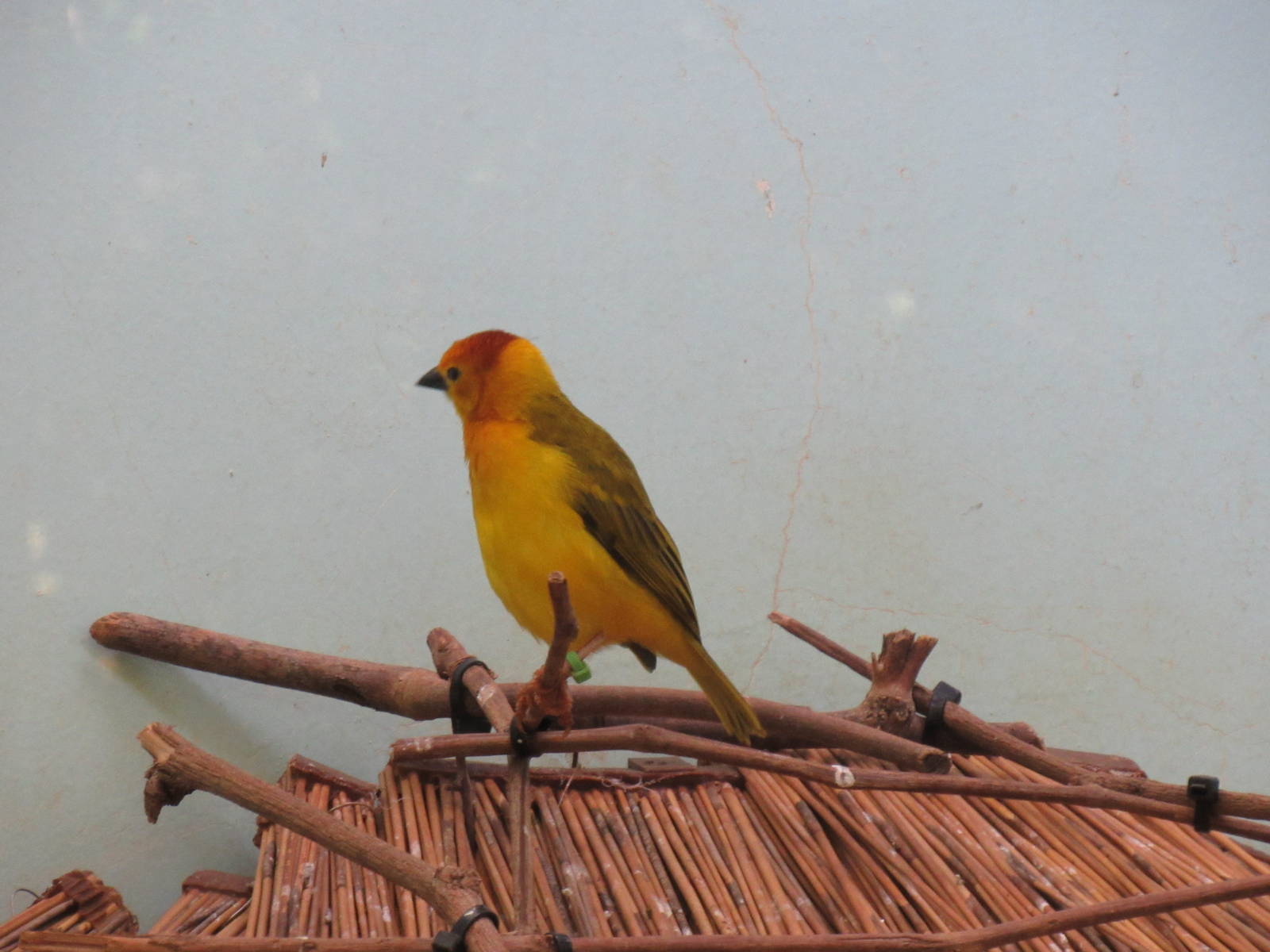 Taveta Golden Weaver
