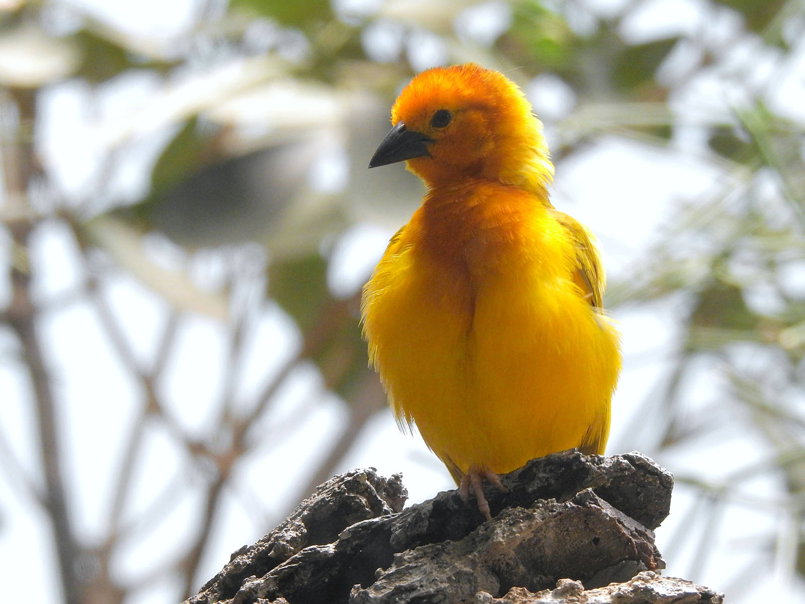 Taveta Golden Weaver