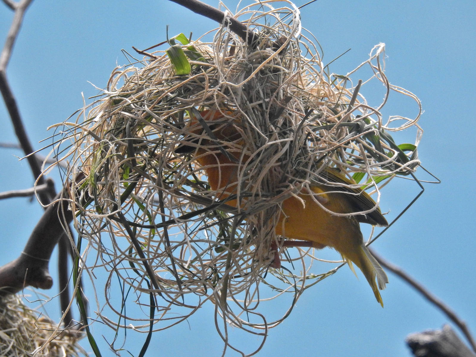 Taveta Golden Weaver