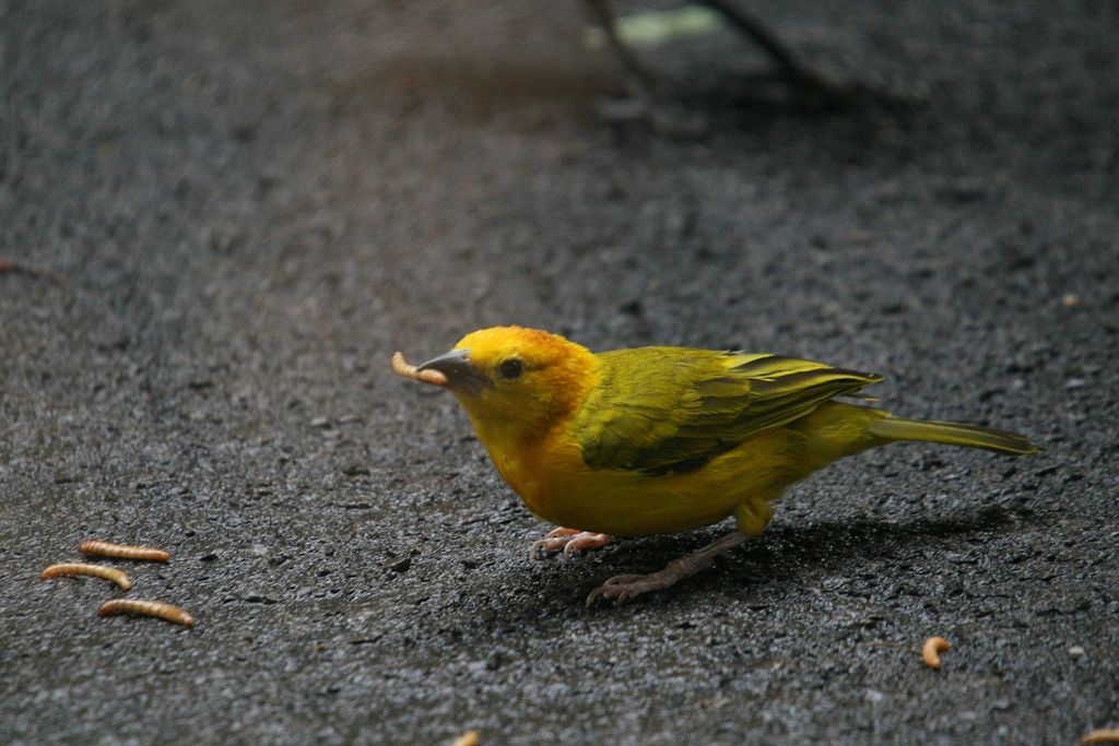 Taveta Golden Weaver