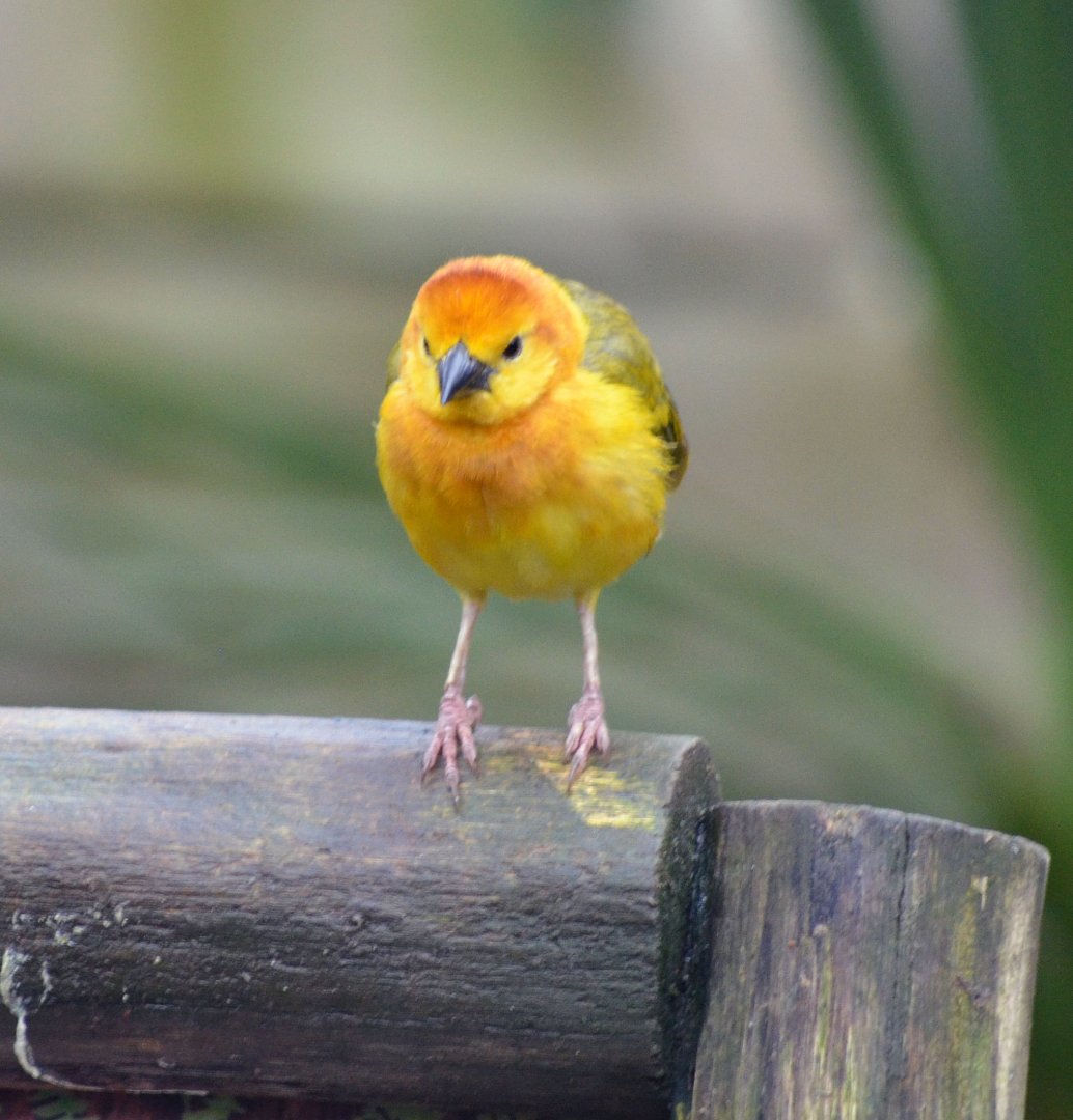 Taveta Golden Weaver