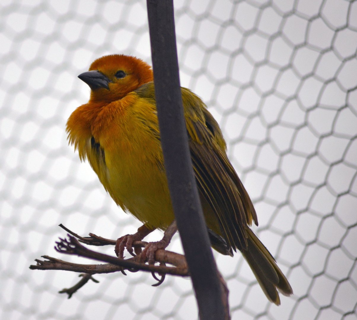 Taveta Golden Weaver