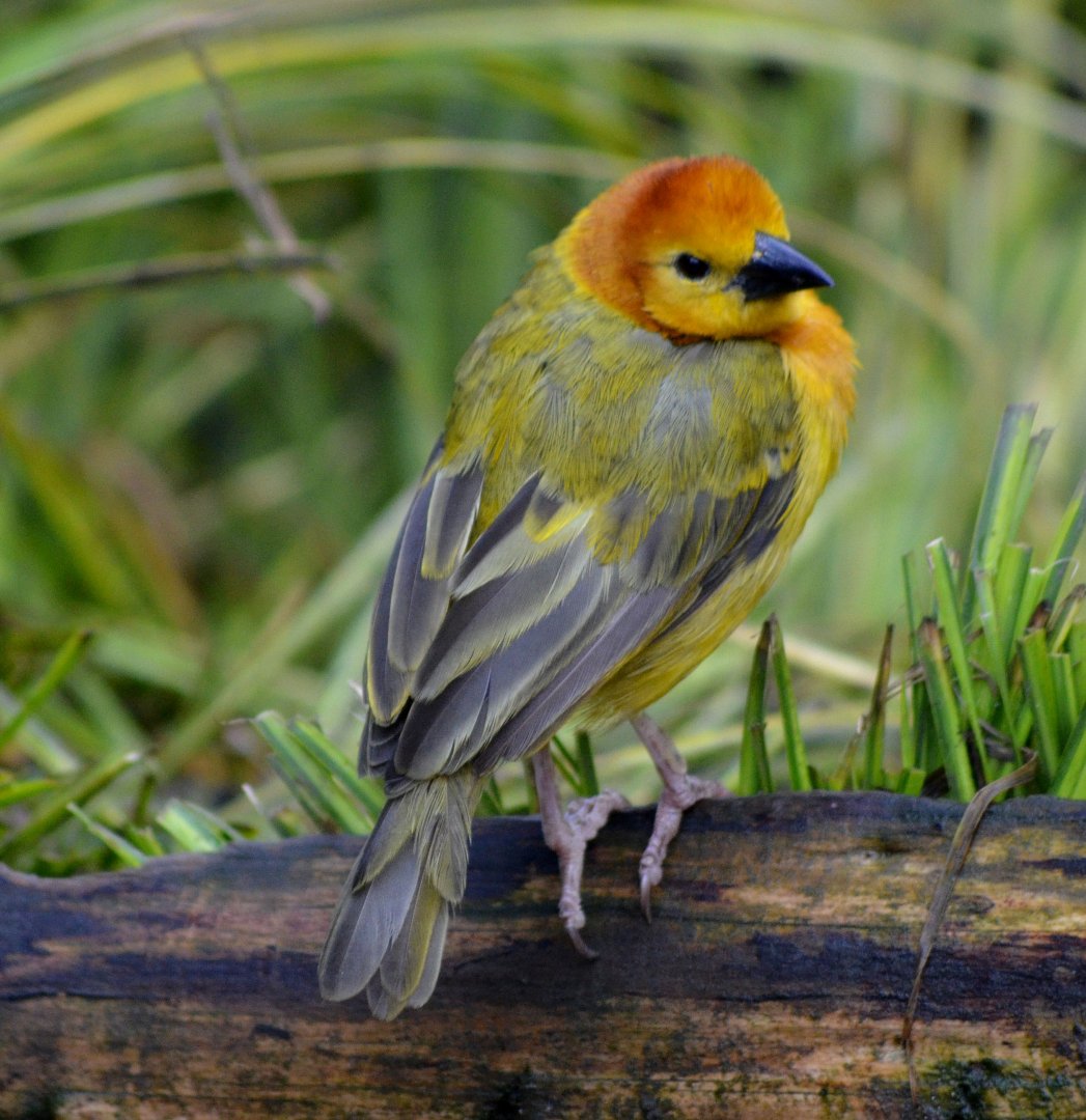 Taveta Golden Weaver