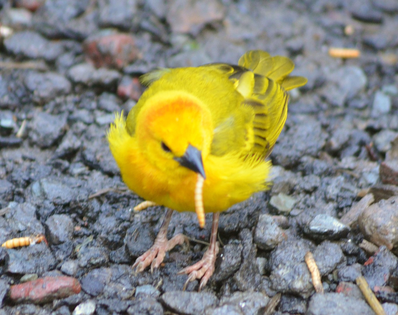 Taveta Golden Weaver