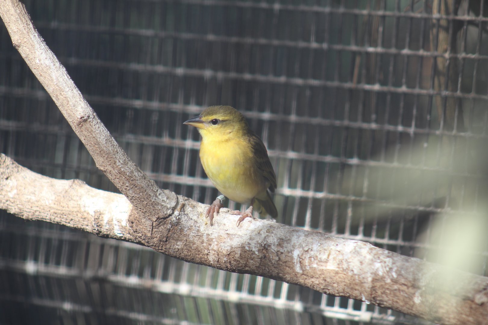 Taveta Golden Weaver
