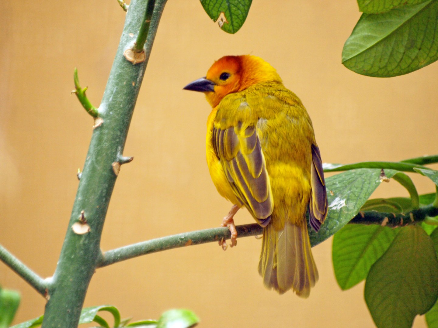 Taveta golden weaver