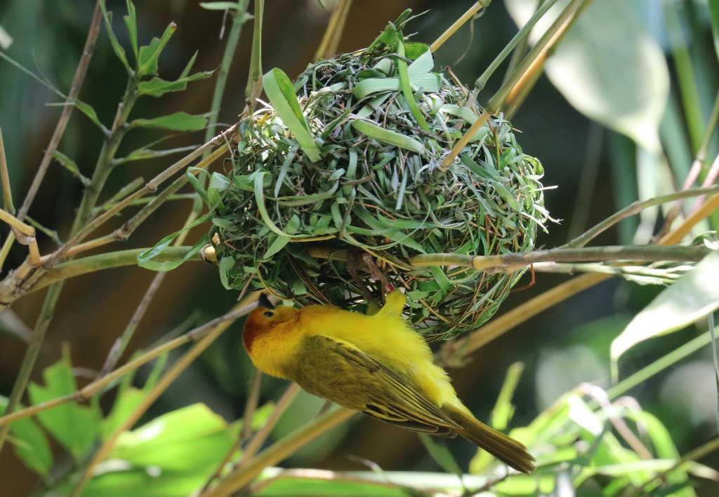 Taveta Golden Weaver