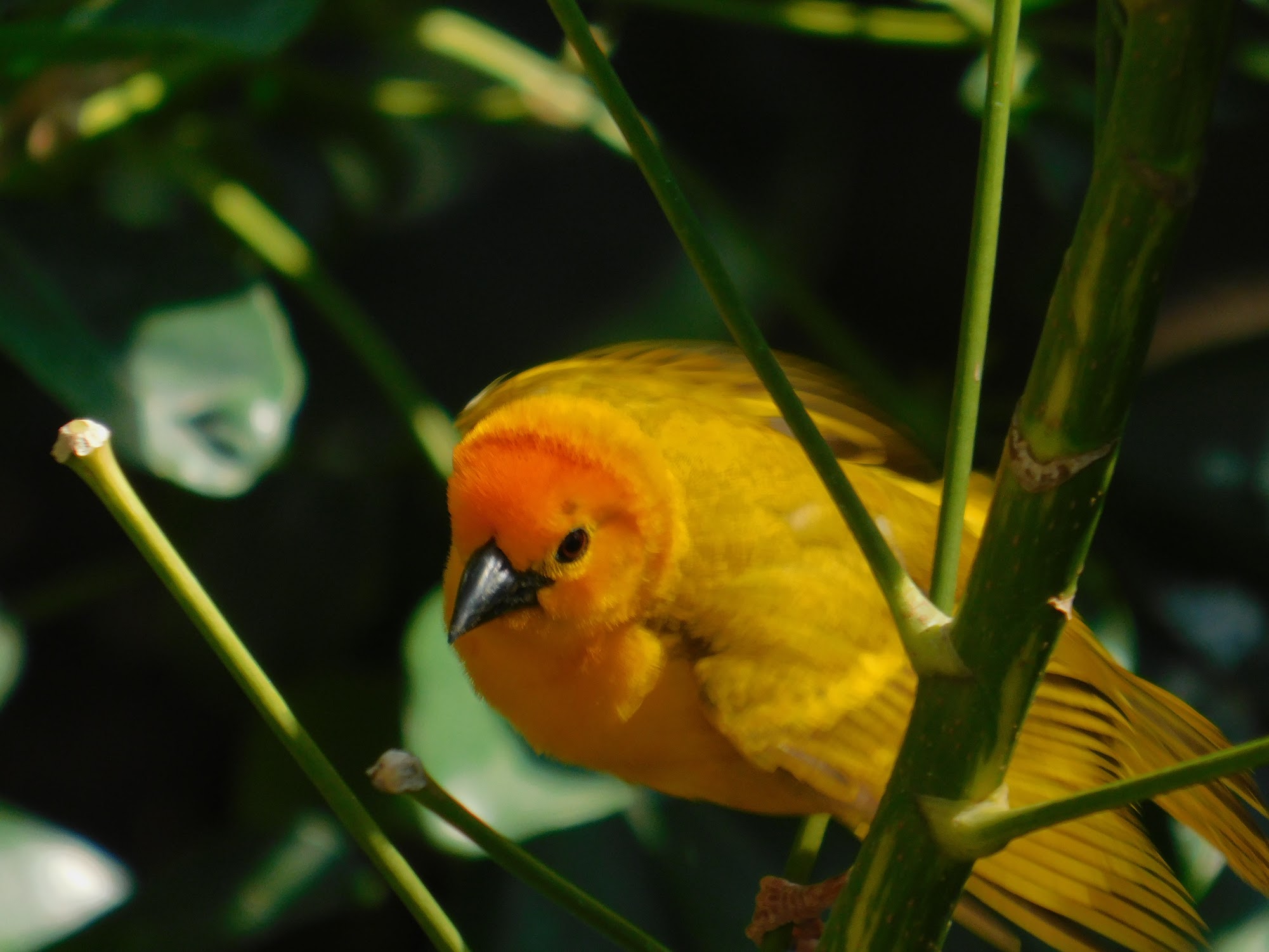 Taveta Golden Weaver