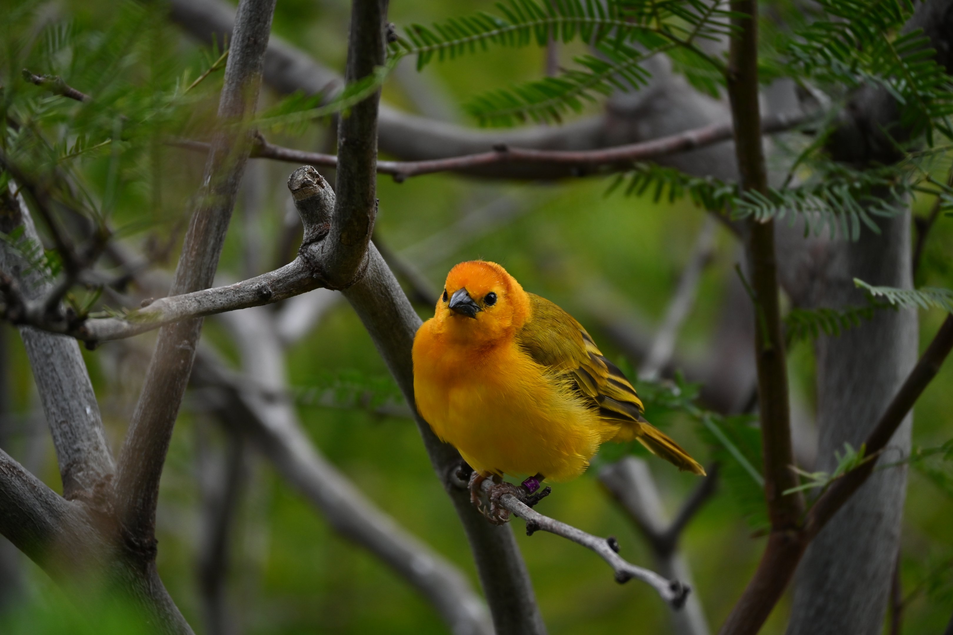 Taveta Golden Weaver