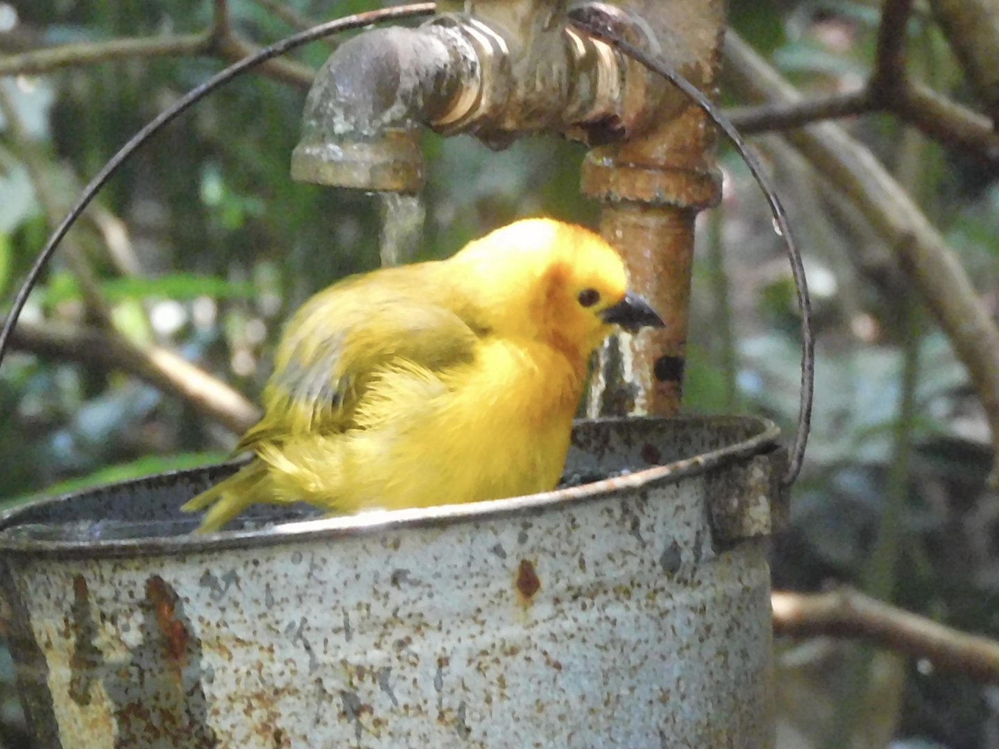 taveta golden weaver