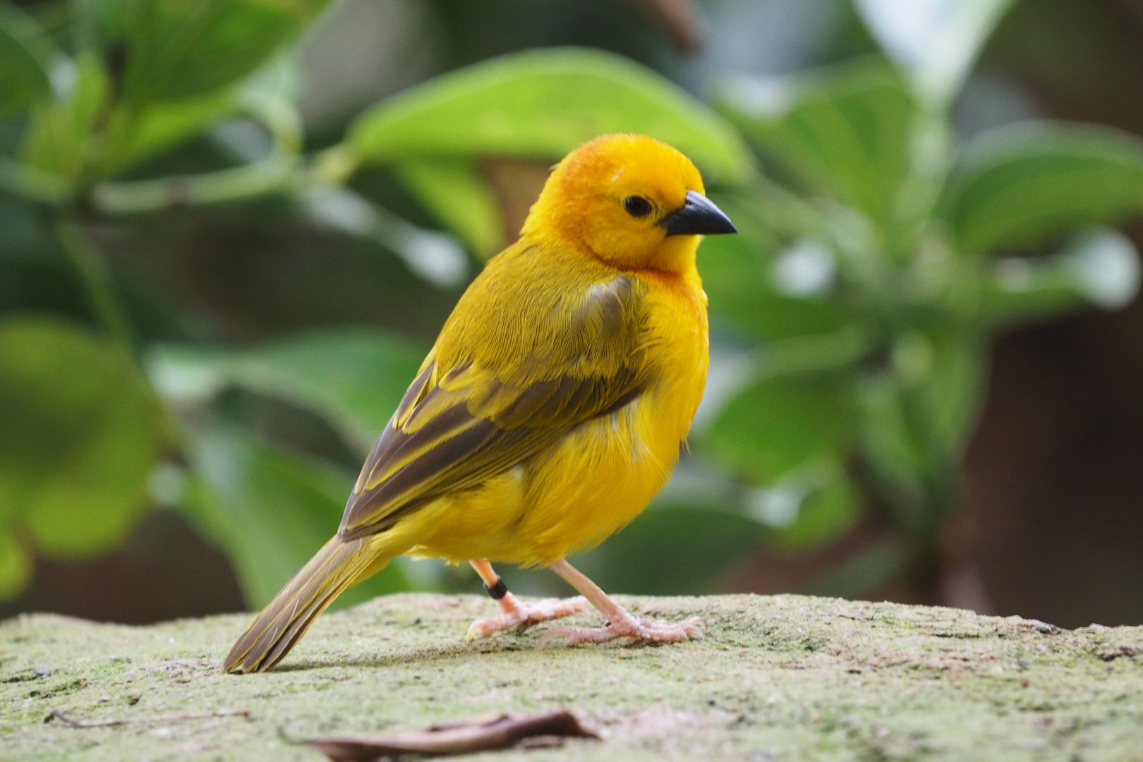 Taveta golden weaver