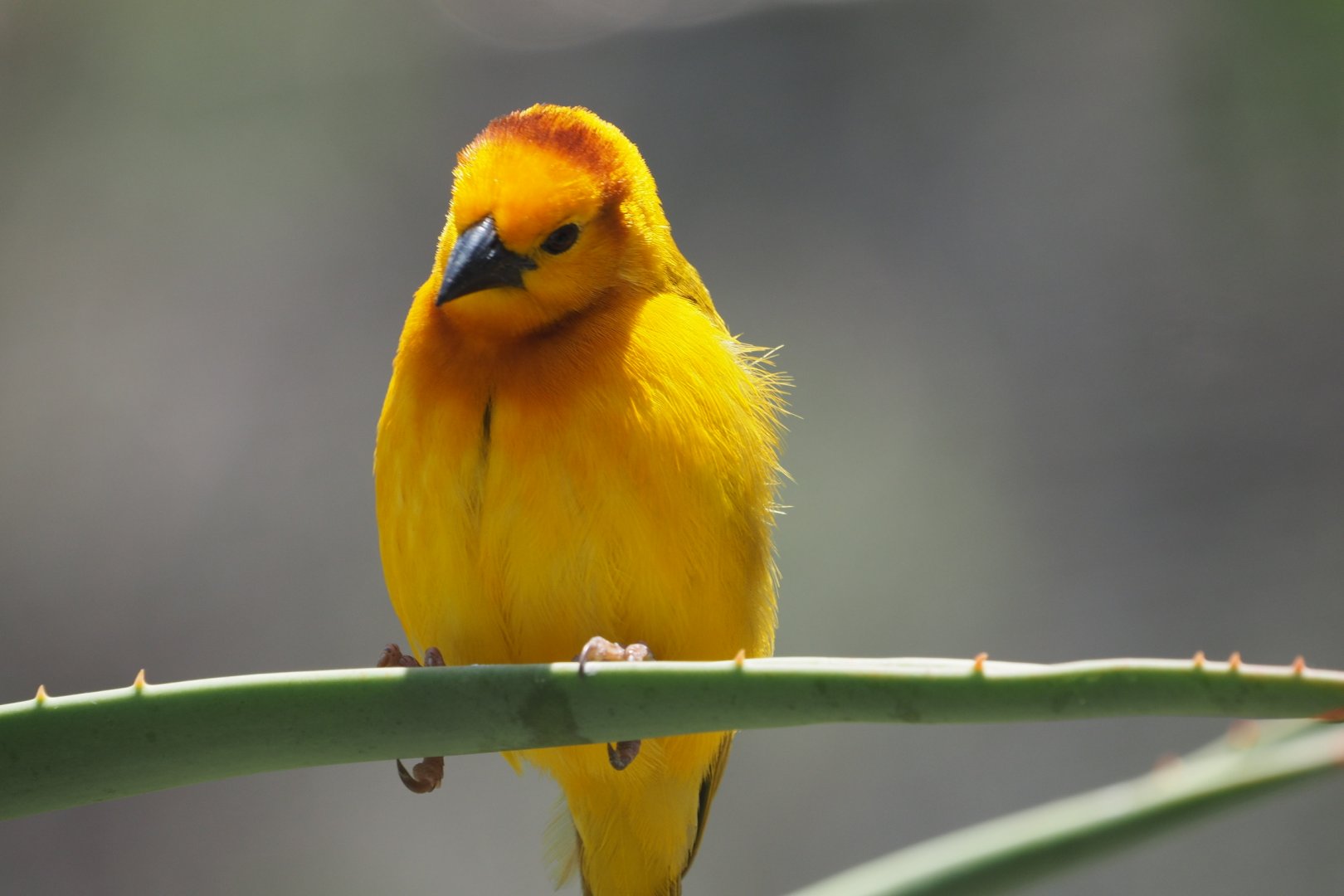 Taveta golden weaver