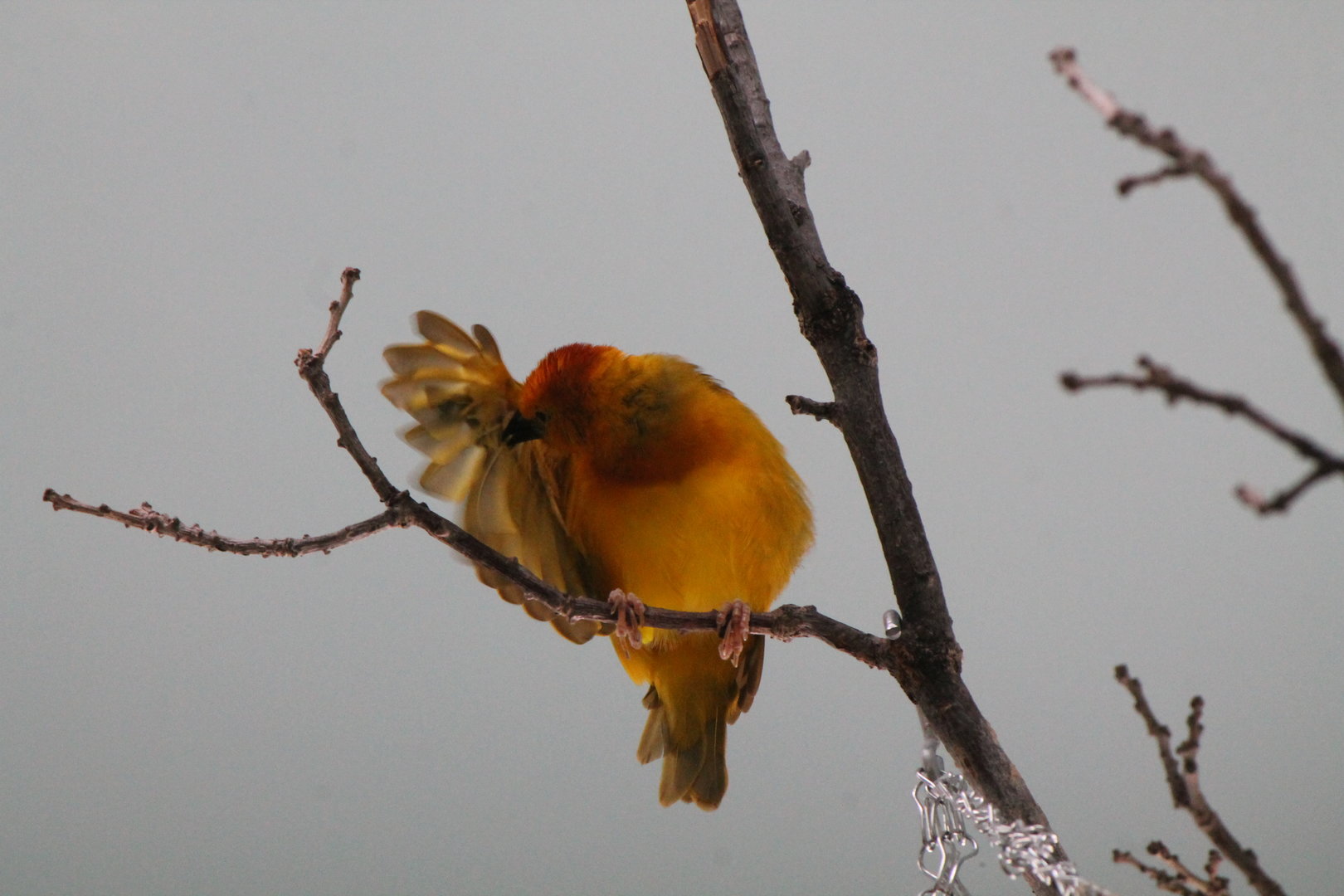 Taveta Golden Weaver