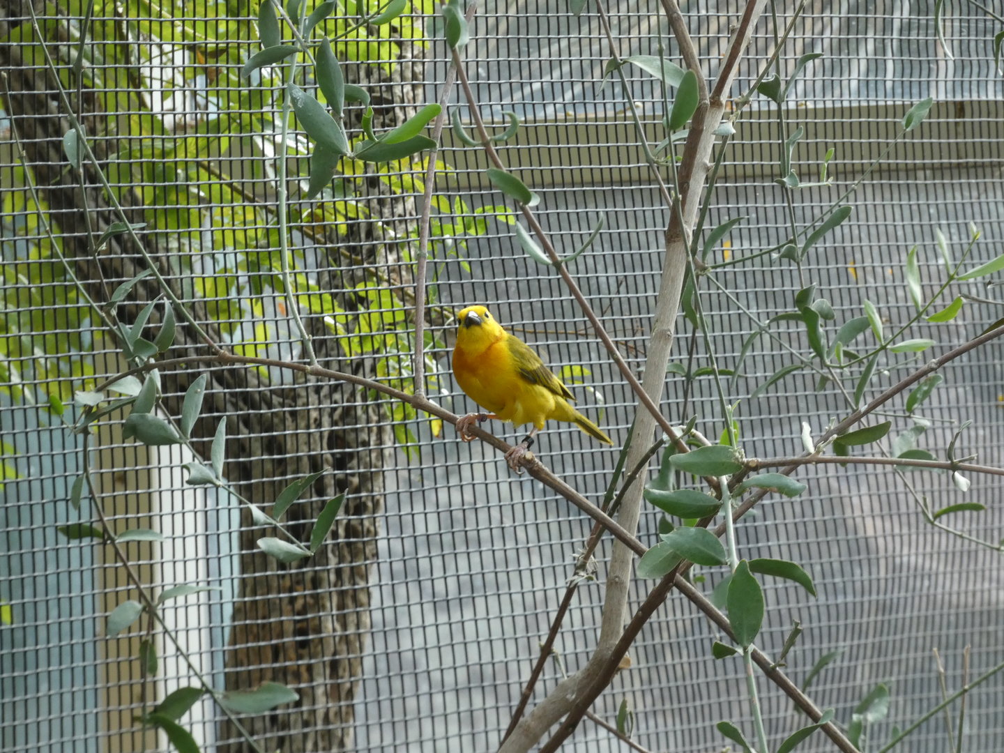 Taveta Golden Weaver