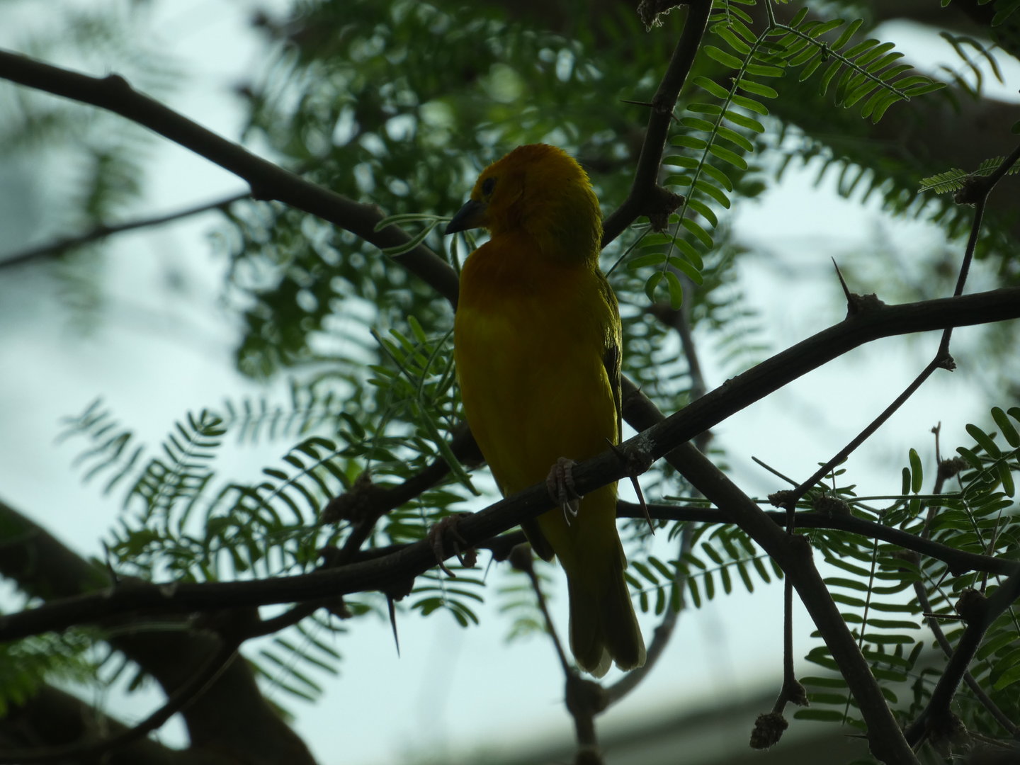Taveta Golden Weaver
