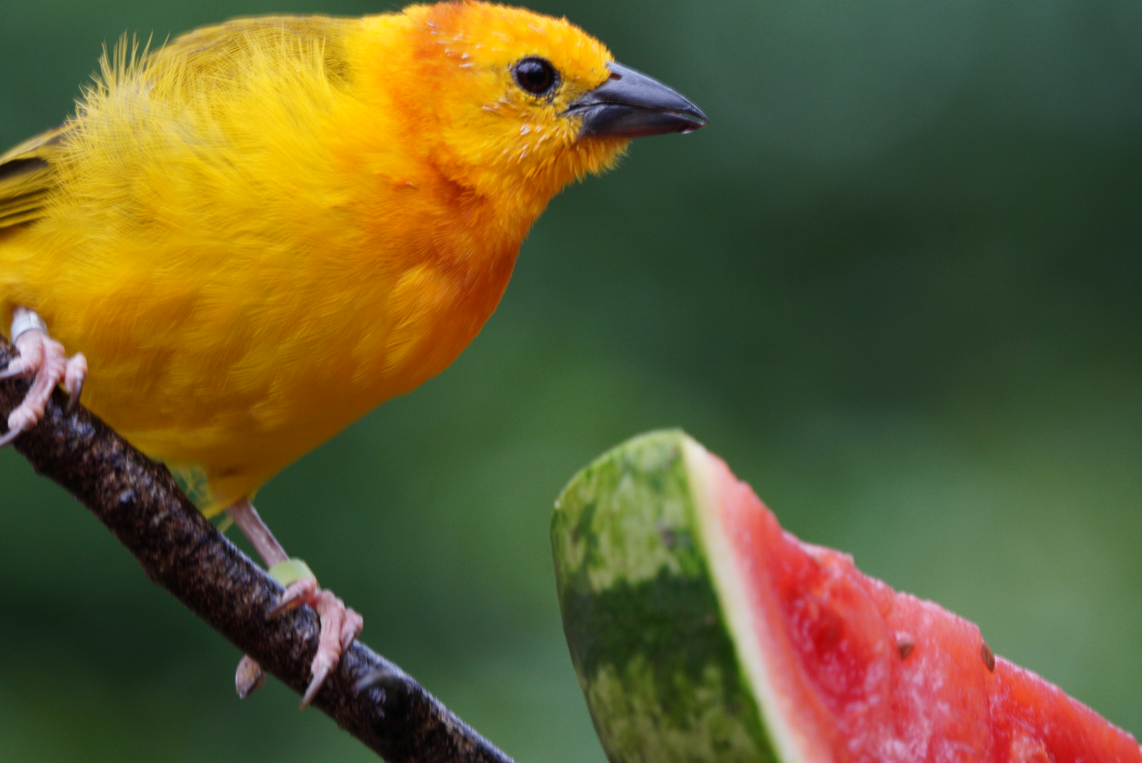 Taveta Golden Weaver