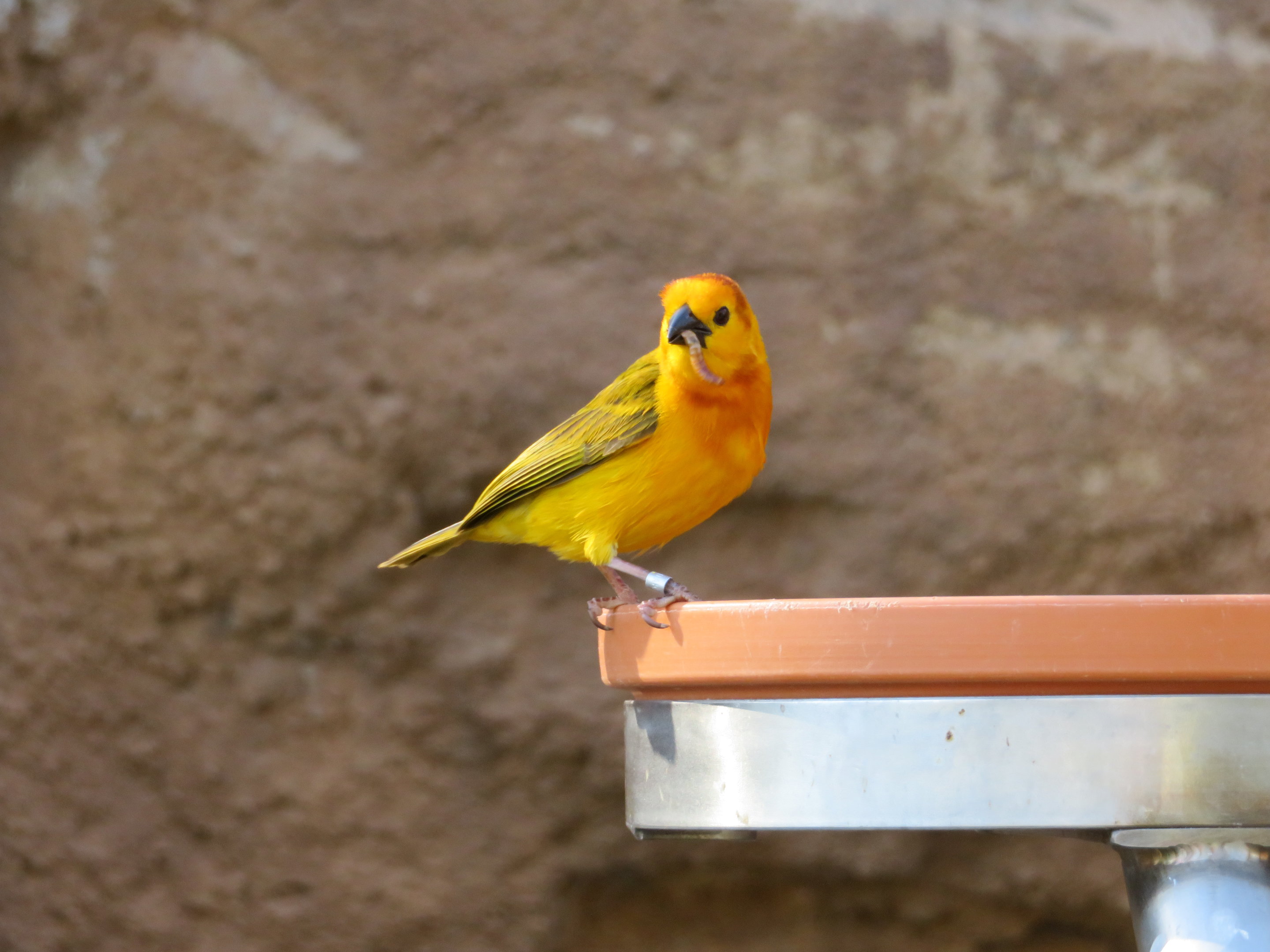Taveta Golden Weaver