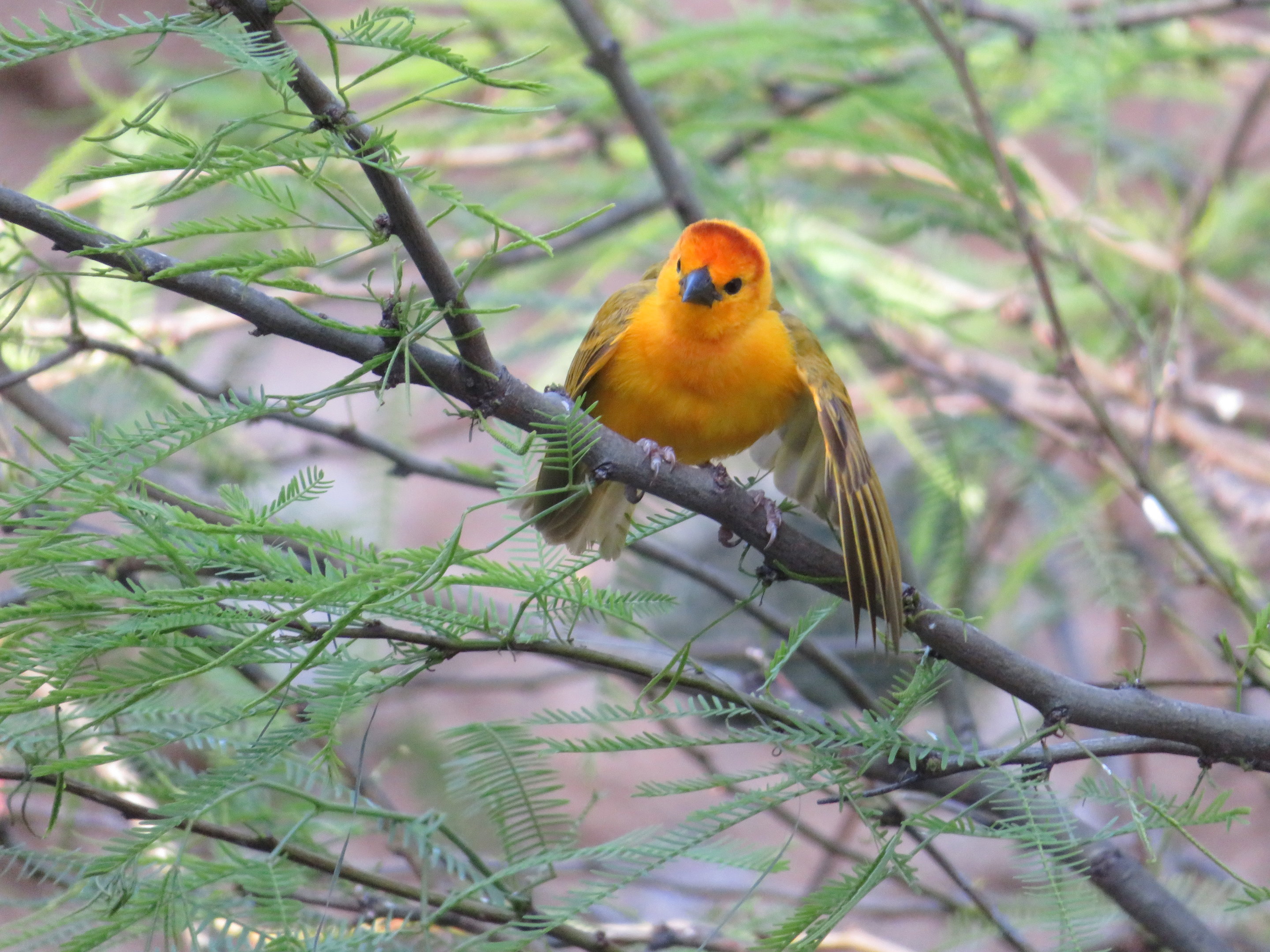 Taveta Golden Weaver