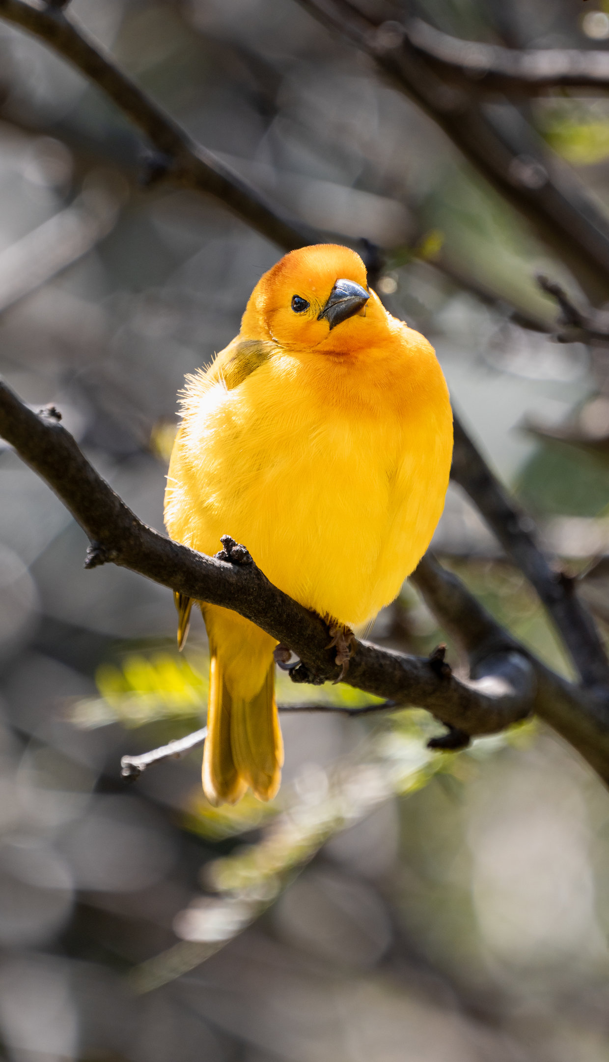 Taveta Golden Weaver