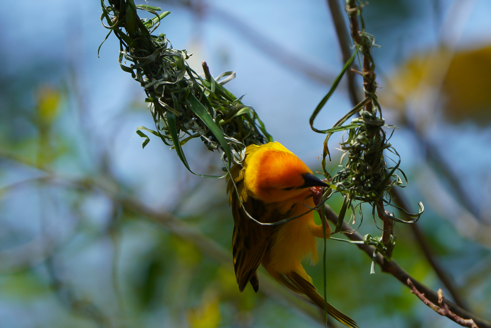 Taveta Golden Weaver