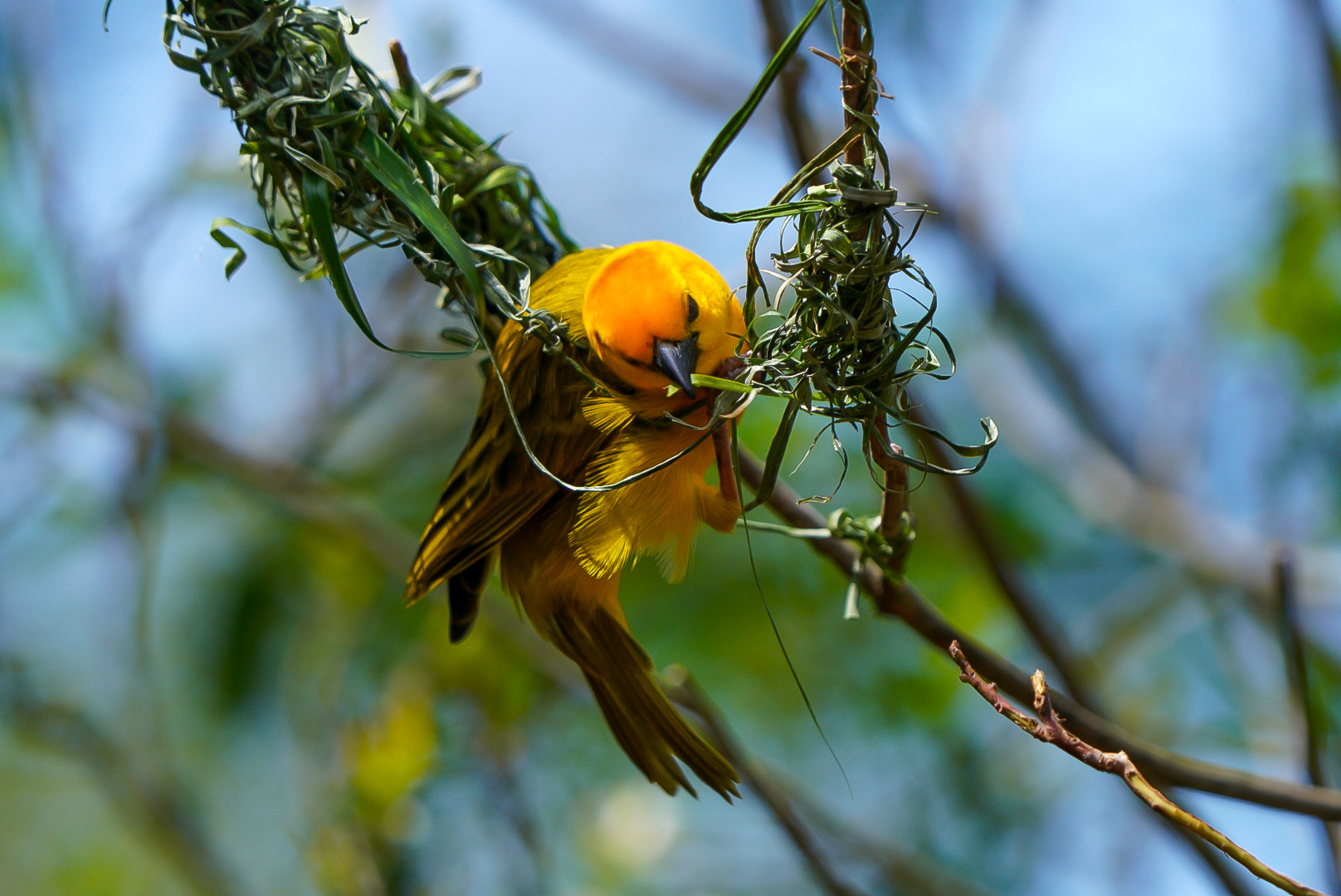 Taveta Golden Weaver