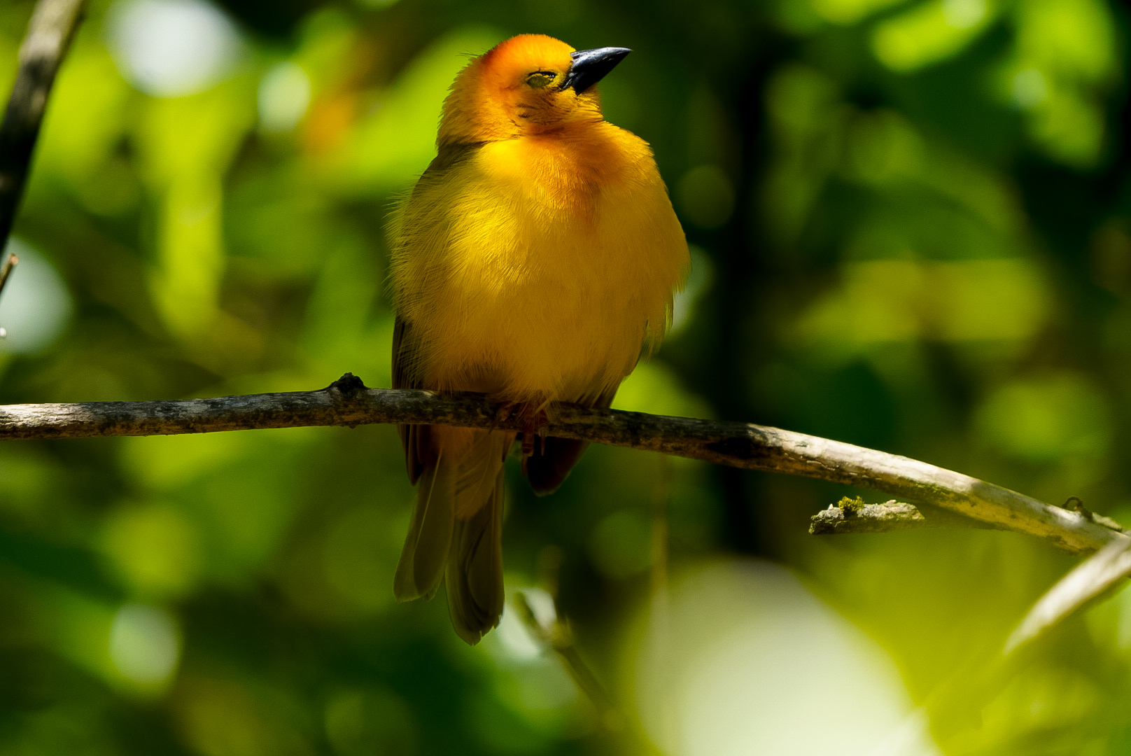 Taveta Golden Weaver