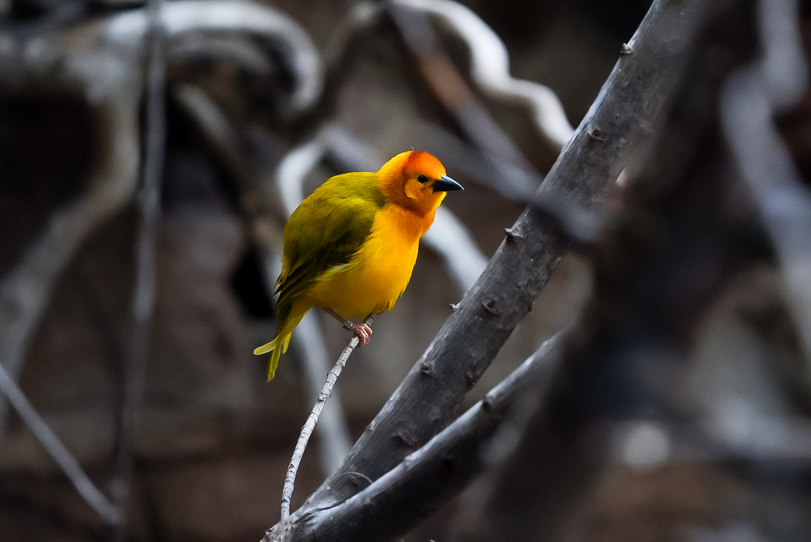 Taveta Golden Weaver