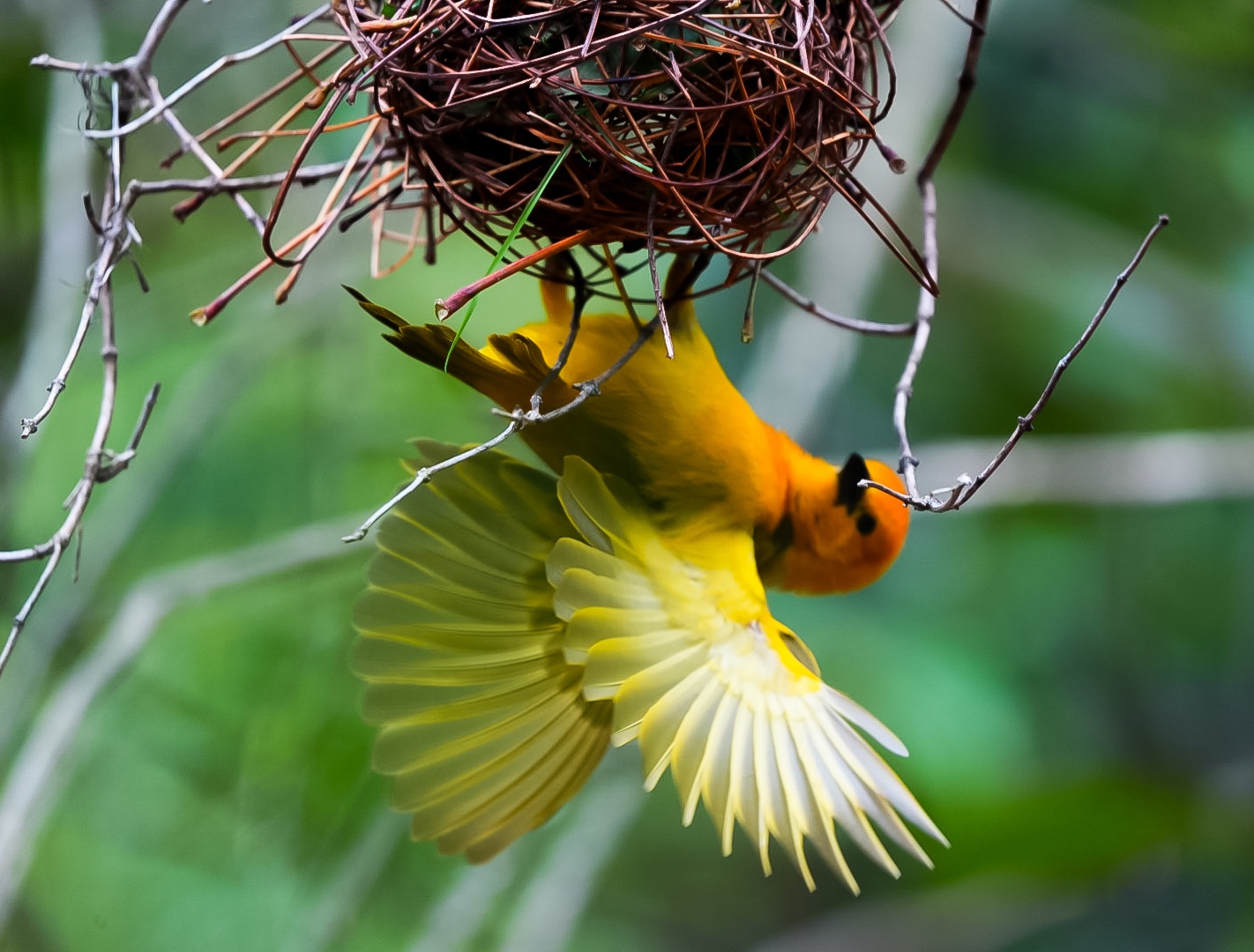 Taveta Golden Weaver