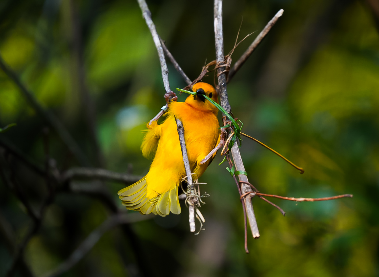 Taveta Golden Weaver