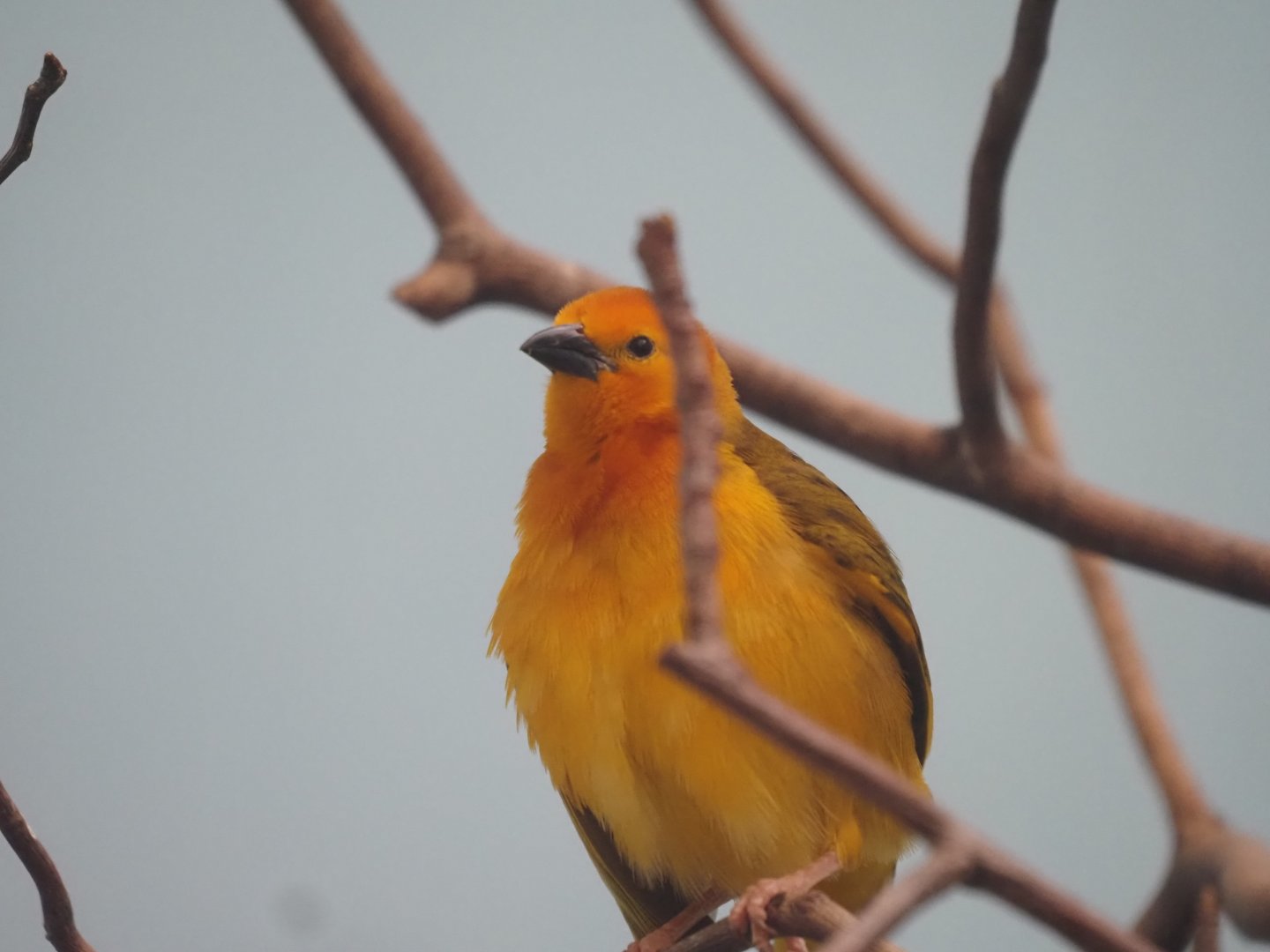 Taveta Golden Weaver