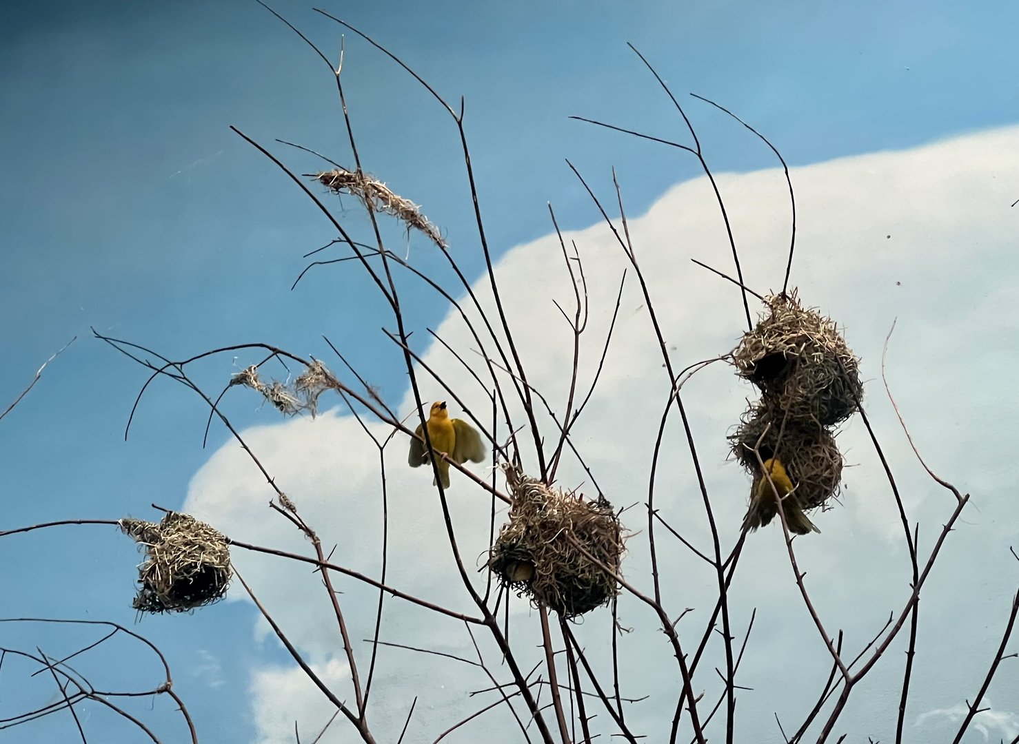 Taveta Golden Weavers