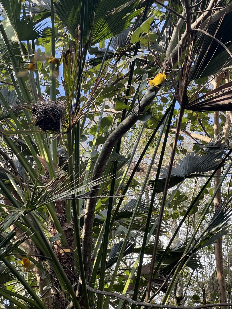 Taveta Golden Weavers
