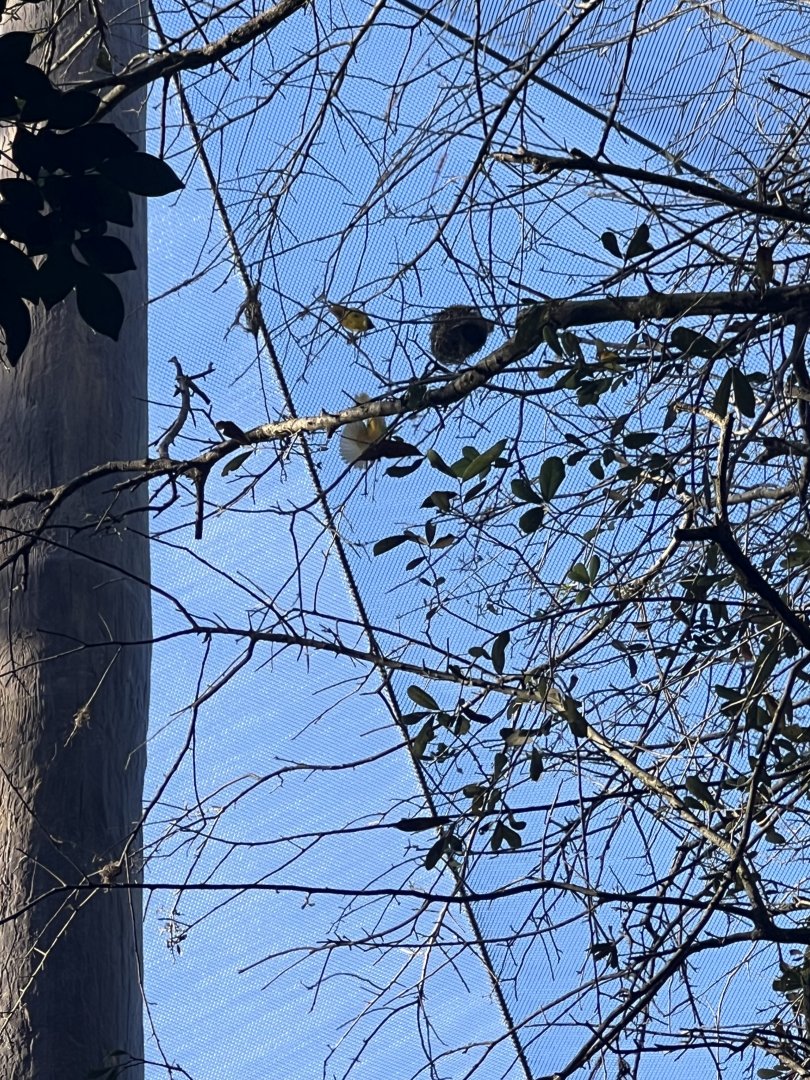 Taveta Golden Weavers