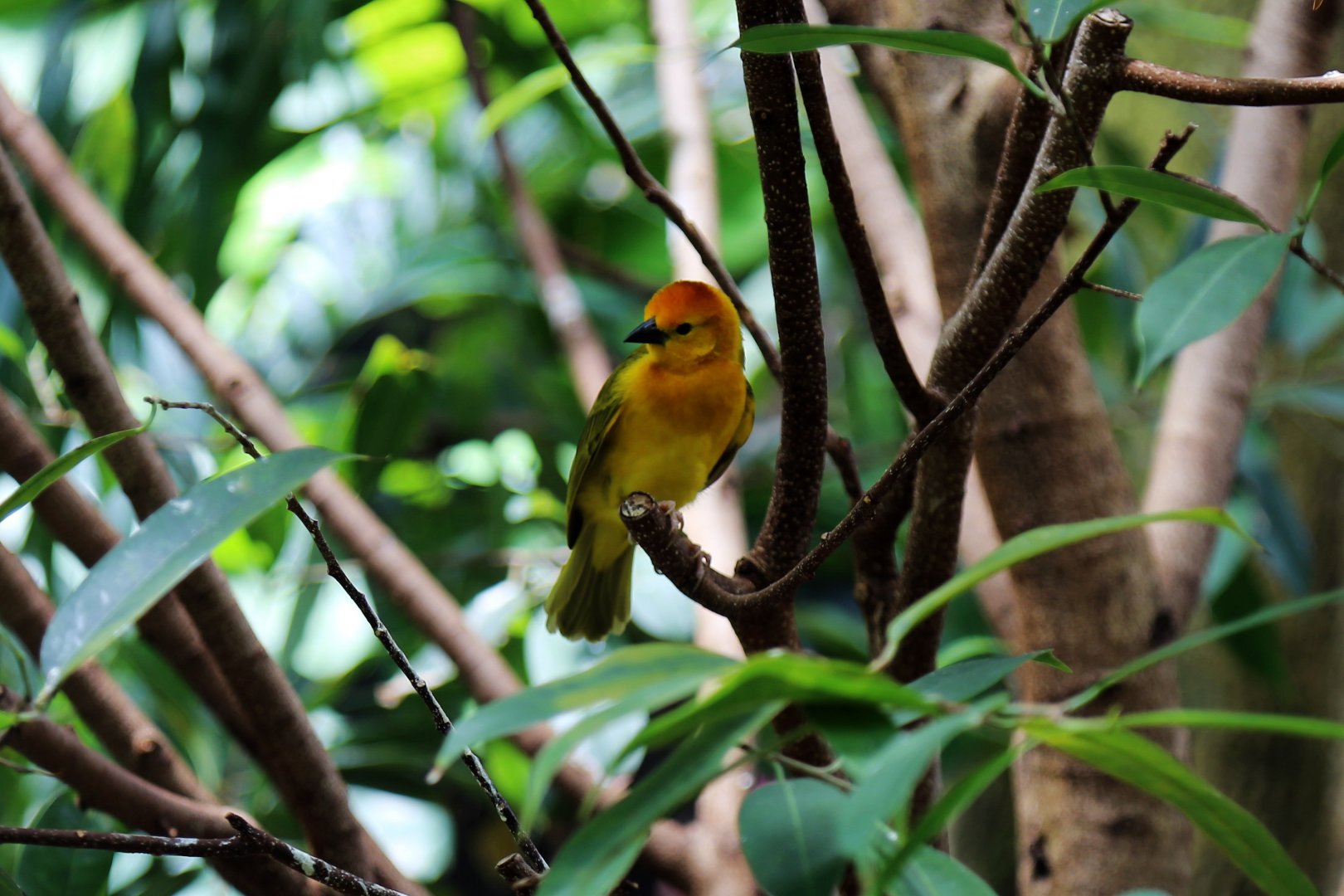 Taveta Weaver (Ploceus castaneiceps)