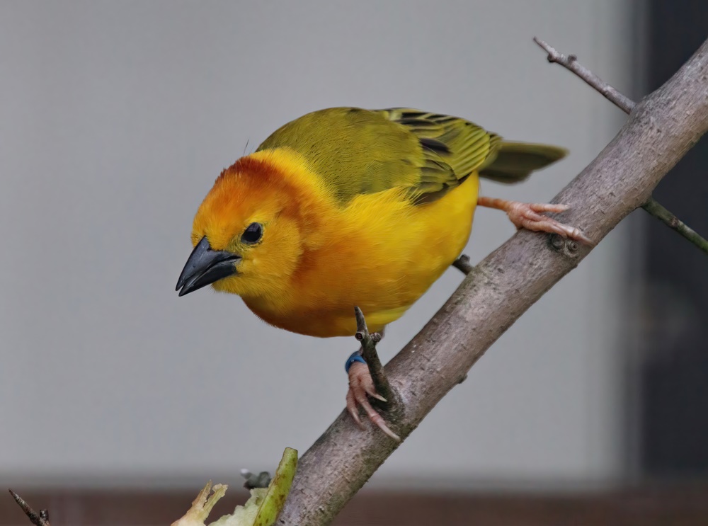 Taveta weaver (Ploceus castaneiceps)