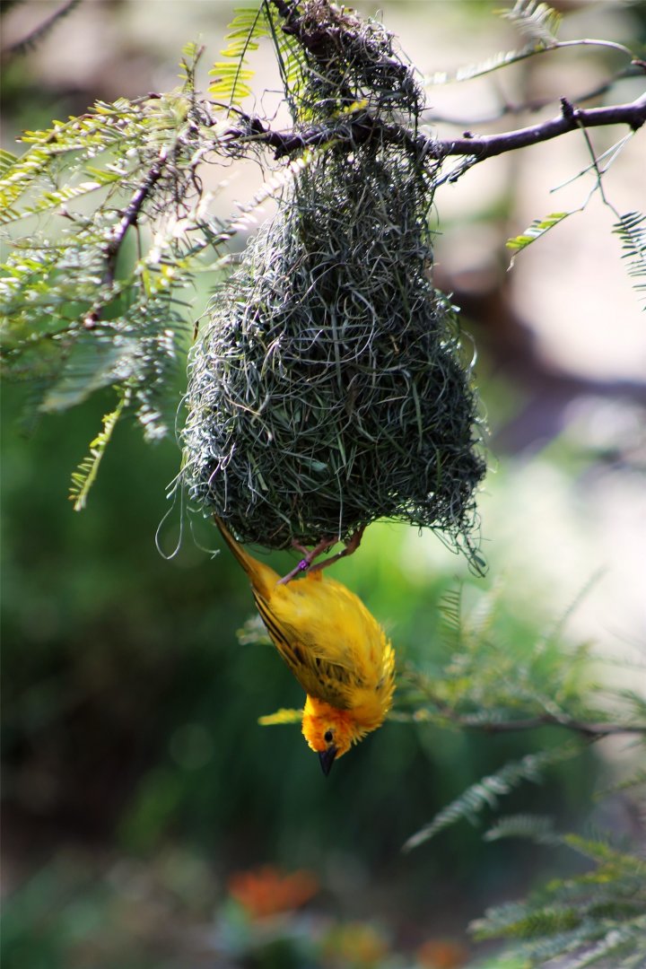 Taveta Weaver with Nest