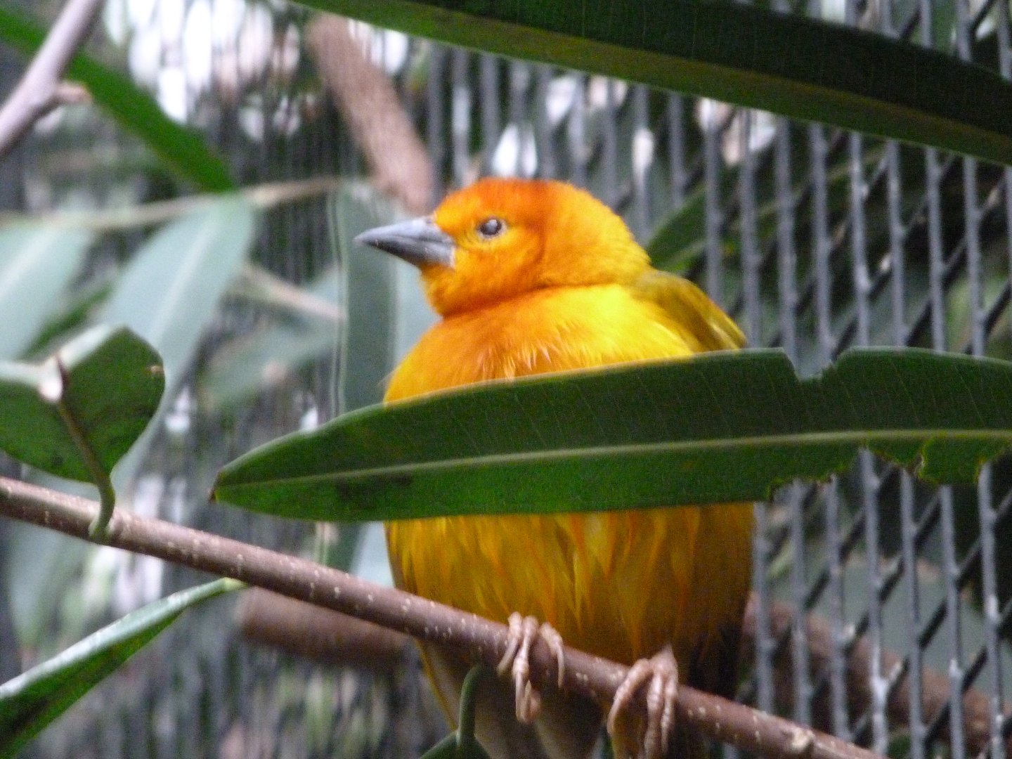 Taveta weaver -Zoologischer Garten Berlin (2024)