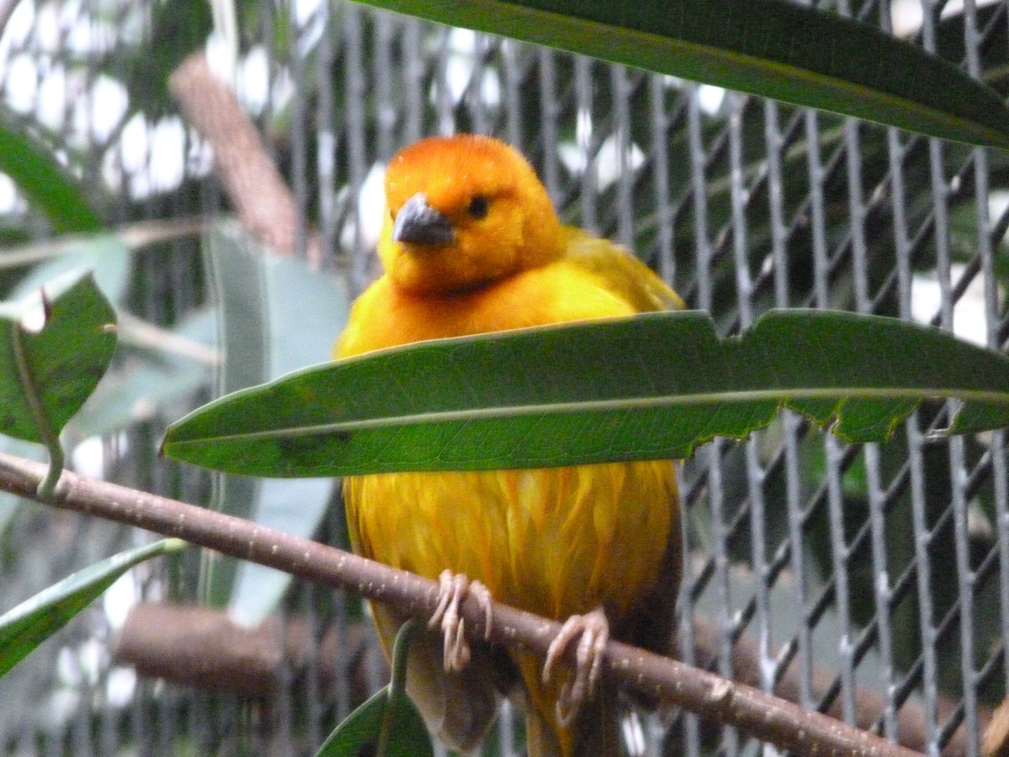 Taveta weaver -Zoologischer Garten Berlin (2024)
