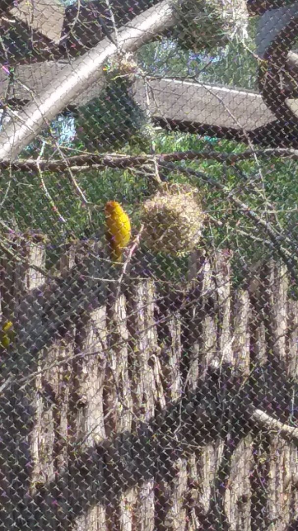 Taveta weaver