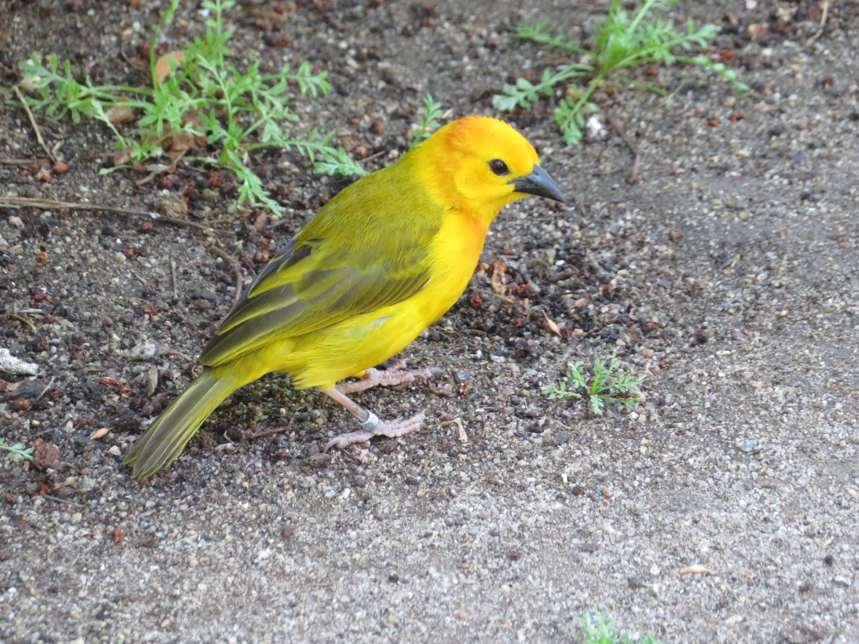 Taveta Weaver