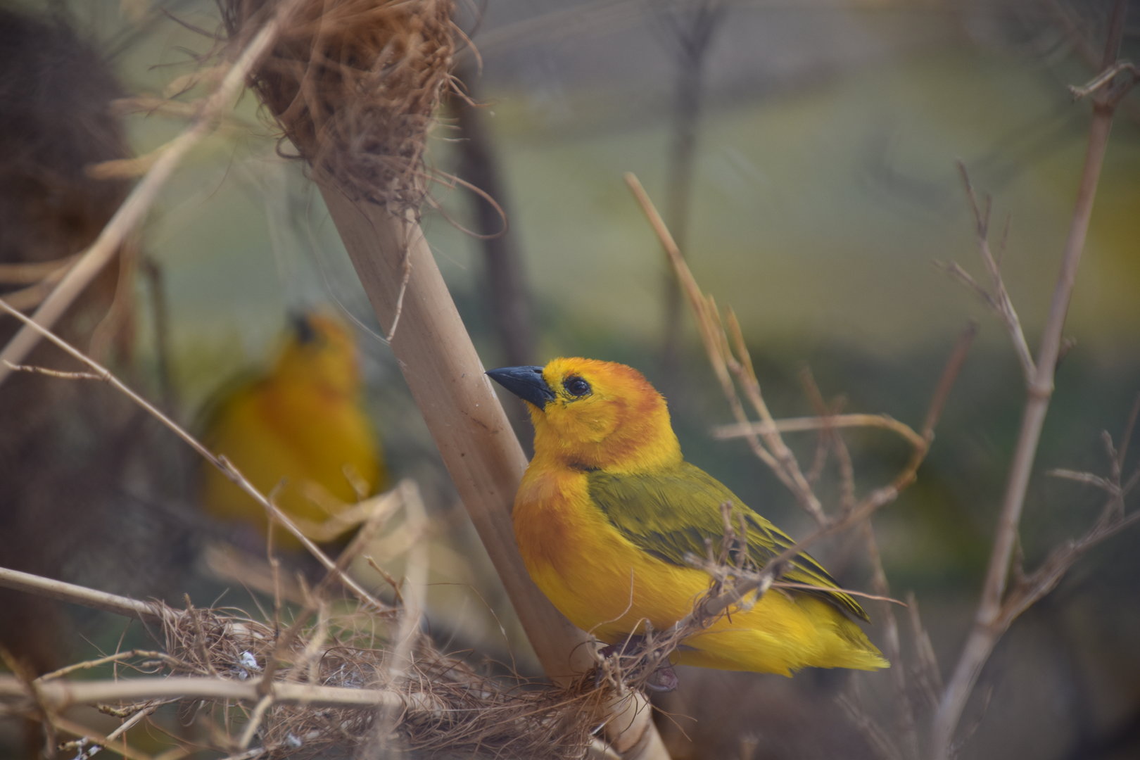 Taveta weaver