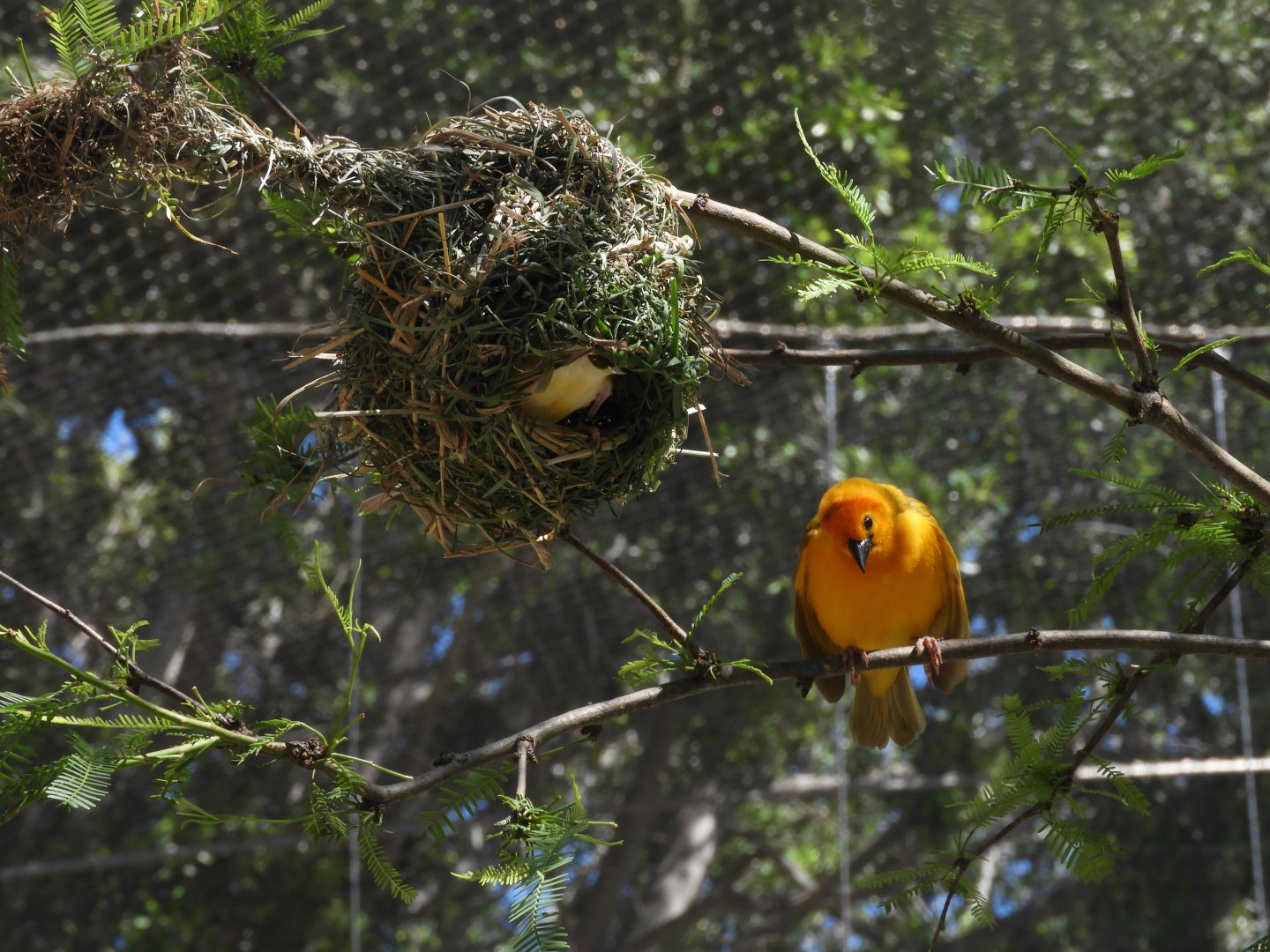 Taveta weaver
