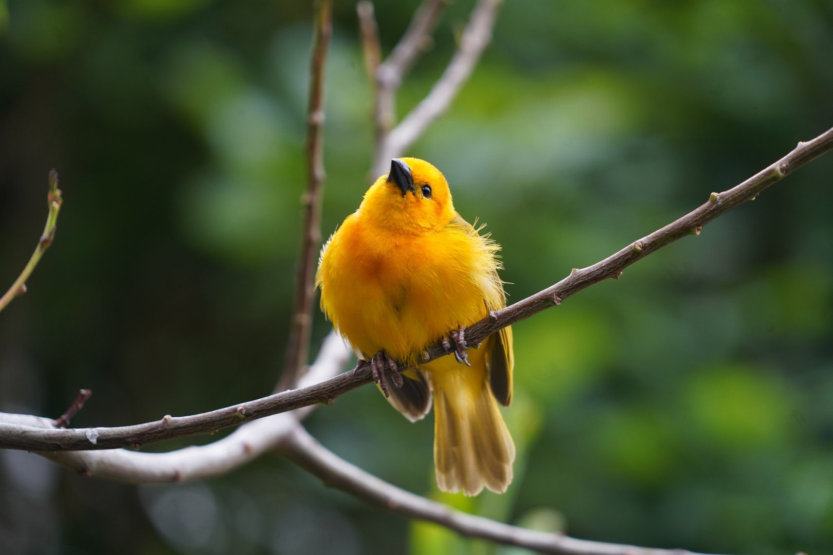 Taveta Weaver